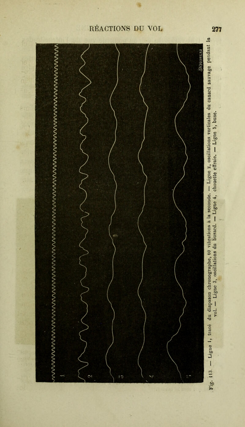 pjg. ||3 Ligne 1, tracé du diapason chronographe, 60 vibrations à la seconde. — Ligne t, oscillations verticales du canard sauvage pendant la vol. — Ligne 3, oscillations du busard. — Ligne 4, chouette effraie. — Ligne 5, buse.