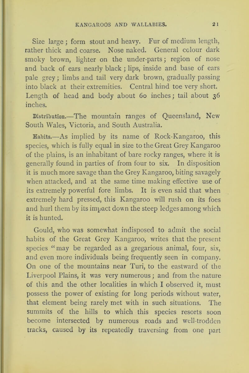 Size large ; form stout and heavy. Fur of medium length, rather thick and coarse. Nose naked. General colour dark smoky brown, lighter on the under-parts; region of nose and back of ears nearly black ; lips, inside and base of ears pale grey; limbs and tail very dark brown, gradually passing into black at their extremities. Central hind toe very short. Length of head and body about 60 inches; tail about 36 inches. Distribution.—The mountain ranges of Queensland, New South Wales, Victoria, and South Australia. Habits.—As implied by its name of Rock-Kangaroo, this species, which is fully equal in size to the Great Grey Kangaroo of the plains, is an inhabitant of bare rocky ranges, where it is generally found in parties of from four to six. In disposition it is much more savage than the Grey Kangaroo, biting savagely when attacked, and at the same time making effective use of its extremely powerful fore limbs. It is even said that when extremely hard pressed, this Kangaroo will rush on its foes and hurl them by its impact down the steep ledges among which it is hunted. Gould, who was somewhat indisposed to admit the social habits of the Great Grey Kangaroo, writes that the present species “may be regarded as a gregarious animal, four, six, and even more individuals being frequently seen in company. On one of the mountains near Turi, to the eastward of the Liverpool Plains, it was very numerous; and from the nature of this and the other localities in which I observed it, must possess the powrer of existing for long periods without water, that element being rarely met with in such situations. The summits of the hills to which this species resorts soon become intersected by numerous roads and well-trodden tracks, caused by its repeatedly traversing from one part