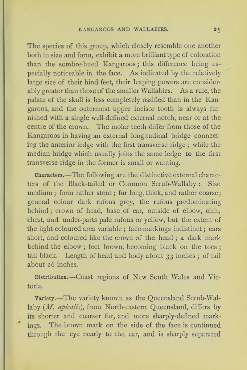 The species of this group, which closely resemble one another both in size and form, exhibit a more brilliant type of coloration than the sombre-hued Kangaroos; this difference being es- pecially noticeable in the face. As indicated by the relatively large size of their hind feet, their leaping powers are consider- ably greater than those of the smaller Wallabies. As a rule, the palate of the skull is less completely ossified than in the Kan- garoos, and the outermost upper incisor tooth is always fur- nished with a single well-defined external notch, near or at the centre of the crown. The molar teeth differ from those of the Kangaroos in having an external longitudinal bridge connect- ing the anterior ledge with the first transverse ridge; while the median bridge which usually joins the same ledge to the first transverse ridge in the former is small or wanting. Characters.—The following are the distinctive external charac- ters of the Black-tailed or Common Scrub-Wallaby : Size medium ; form rather stout; fur long, thick, and rather coarse; general colour dark rufous grey, the rufous predominating behind; crown of head, base of ear, outside of elbow, chin, chest, and under-parts pale rufous or yellow, but the extent of the light-coloured area variable ; face-markings indistinct; ears short, and coloured like the crown of the head ; a dark mark behind the elbow; feet brown, becoming black on the toes ; tail black. Length of head and body about 33 inches ; of tail about 26 inches. Distribution.—Coast regions of New South Wales and Vic- toria. Variety.—The variety known as the Queensland Scrub-Wal- laby (Af. apicalis), from North-eastern Queensland, differs by its shorter and coarser fur, and more sharply-defined mark- ings. The brown mark on the side of the face is continued through the eye nearly to the ear, and is sharply separated