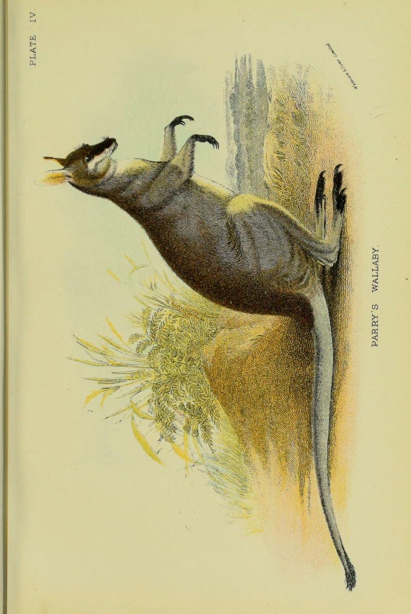 PLATE IV PARRY’S WALLABY.