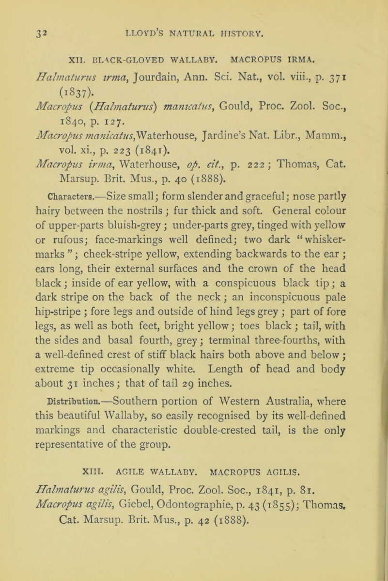 XII. BL \CK-GLOVED WALLABY. MACROPUS IRMA. Halmaturus irma, Jourdain, Ann. Sci. Nat., vol. viii., p. 371 (1837). Macropus (Halmaturus) ntanicafus, Gould, Proc. Zool. Soc., 1840, p. 127. Macropus tnanicatus, Waterhouse, Jardine’s Nat. Libr., Mamm., vol. xi., p. 223 (1841). Macropus irma, Waterhouse, op, tit., p. 222; Thomas, Cat. Marsup. Brit. Mus., p. 40 (1888). Characters.—Size small; form slender and graceful; nose partly hairy between the nostrils ; fur thick and soft. General colour of upper-parts bluish-grey ; under-parts grey, tinged with yellow or rufous; face-markings well defined; two dark “whisker- marks ”; cheek-stripe yellow, extending backwards to the ear ; ears long, their external surfaces and the crown of the head black; inside of ear yellow, with a conspicuous black tip; a dark stripe on the back of the neck; an inconspicuous pale hip-stripe ; fore legs and outside of hind legs grey ; part of fore legs, as well as both feet, bright yellow; toes black ; tail, with the sides and basal fourth, grey; terminal three-fourths, with a well-defined crest of stiff black hairs both above and below; extreme tip occasionally white. Length of head and body about 31 inches; that of tail 29 inches. Distribution.—Southern portion of Western Australia, where this beautiful Wallaby, so easily recognised by its well-defined markings and characteristic double-crested tail, is the only representative of the group. XIII. AGILE WALLABY. MACROPUS AGILIS. Halmaturus agilis, Gould, Proc. Zool. Soc., 1841, p. 81. Macropus agilis, Giebel, Odontographie, p. 43 (1S55); Thomas, Cat. Marsup. Brit. Mus., p. 42 (1888).