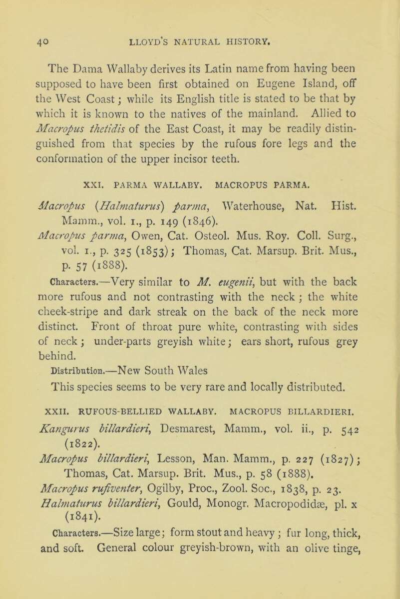 The Dama Wallaby derives its Latin name from having been supposed to have been first obtained on Eugene Island, off the West Coast; while its English title is stated to be that by which it is known to the natives of the mainland. Allied to Macropus thetidis of the East Coast, it may be readily distin- guished from that species by the rufous fore legs and the conformation of the upper incisor teeth. XXI. PARMA WALLABY. MACROPUS PARMA. ilacropus (Halmaturus) parma, Waterhouse, Nat. Hist. Mamm., vol. i., p. 149 (1846). Alacropus parma, Owen, Cat. Osteol. Mus. Roy. Coll. Surg., vol. 1., p. 325 (1853); Thomas, Cat. Marsup. Brit. Mus., p. 57 (1888). Characters.—Very similar to M. euge?iii, but with the back more rufous and not contrasting with the neck ; the white cheek-stripe and dark streak on the back of the neck more distinct. Front of throat pure white, contrasting with sides of neck ; under-parts greyish white; ears short, rufous grey behind. Distribution.—New South Wales This species seems to be very rare and locally distributed. XXII. RUFOUS-BELLI ED WALLABY. MACROPUS BILLARDIERI. Kangurus billardieri, Desmarest, Mamm., vol. ii., p. 542 (1822). Macropus billardieri, Lesson, Man. Mamm., p. 227 (1827); Thomas, Cat. Marsup. Brit. Mus., p. 58 (1888). Macropus rufiventer, Ogilby, Proc., Zool. Soc., 1838, p. 23. Halmaturus billardieri, Gould, Monogr. Macropodidse, pi. x (1841). Characters.—Size large; form stout and heavy; fur long, thick, and soft. General colour greyish-brown, with an olive tinge,