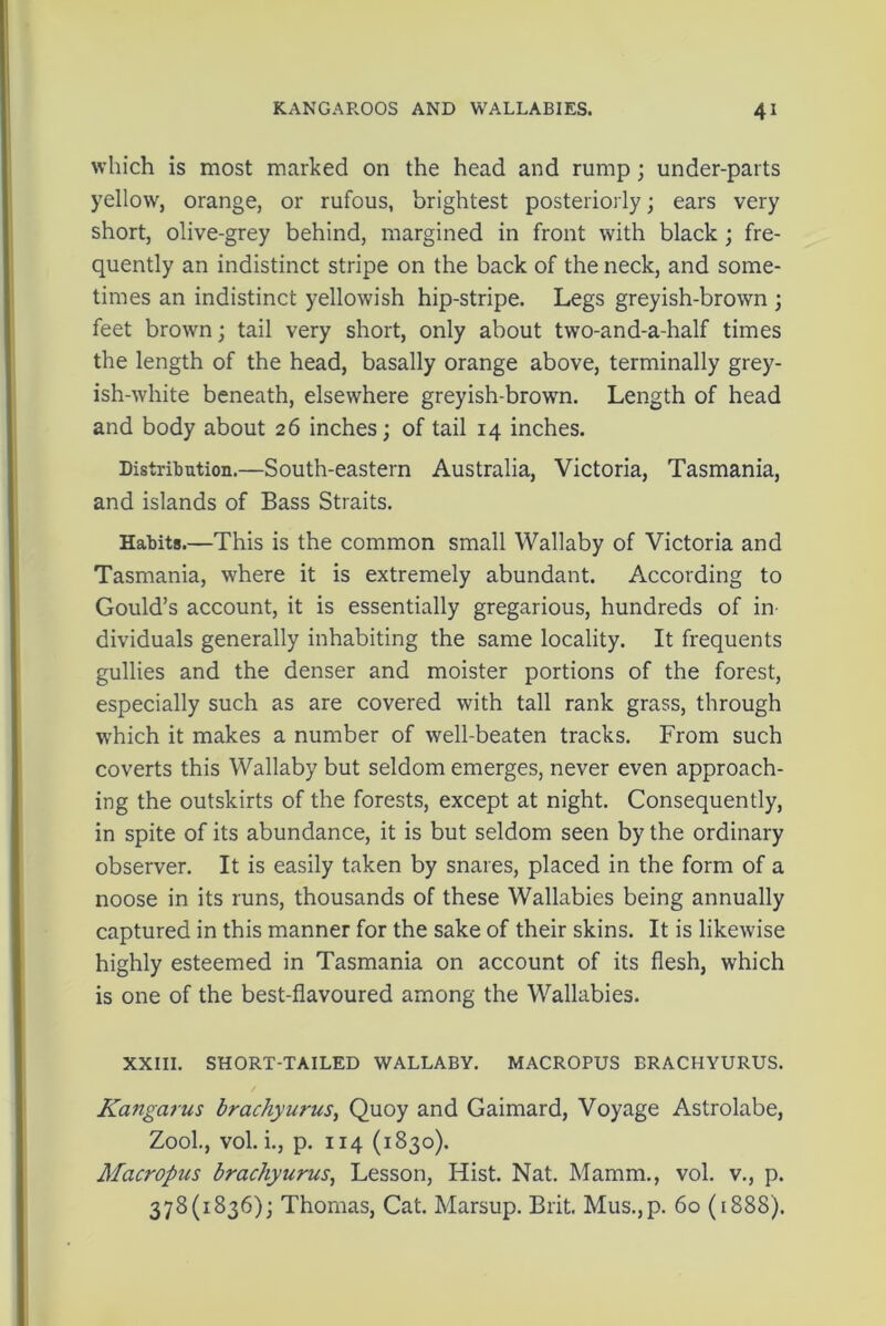 which is most marked on the head and rump ; under-parts yellow, orange, or rufous, brightest posteriorly; ears very short, olive-grey behind, margined in front with black ; fre- quently an indistinct stripe on the back of the neck, and some- times an indistinct yellowish hip-stripe. Legs greyish-brown ; feet brown; tail very short, only about two-and-a-half times the length of the head, basally orange above, terminally grey- ish-white beneath, elsewhere greyish-brown. Length of head and body about 26 inches; of tail 14 inches. Distribution.—South-eastern Australia, Victoria, Tasmania, and islands of Bass Straits. Habits.—This is the common small Wallaby of Victoria and Tasmania, where it is extremely abundant. According to Gould’s account, it is essentially gregarious, hundreds of in- dividuals generally inhabiting the same locality. It frequents gullies and the denser and moister portions of the forest, especially such as are covered with tall rank grass, through which it makes a number of well-beaten tracks. From such coverts this Wallaby but seldom emerges, never even approach- ing the outskirts of the forests, except at night. Consequently, in spite of its abundance, it is but seldom seen by the ordinary observer. It is easily taken by snares, placed in the form of a noose in its runs, thousands of these Wallabies being annually captured in this manner for the sake of their skins. It is likewise highly esteemed in Tasmania on account of its flesh, which is one of the best-flavoured among the Wallabies. XXIII. SHORT-TAILED WALLABY. MACROPUS BRACHYURUS. Kangarus brachyurus, Quoy and Gaimard, Voyage Astrolabe, Zool., vol. i., p. 114 (1830). Macropus brachyurus, Lesson, Hist. Nat. Mamm., vol. v., p. 378(1836); Thomas, Cat. Marsup. Brit. Mus.,p. 60 (1888).