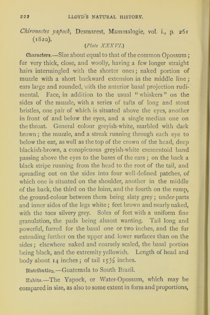 Chironectes yapock, Desmarest, Mammalogie, vol. i., p. 261 (1820). {Plate XXXVI.) Characters.—Size about equal to that of the common Opossum ; fur very thick, close, and woolly, having a few longer straight hairs intermingled with the shorter ones; naked portion of muzzle with a short backward extension in the middle line; ears large and rounded, with the anterior basal projection rudi- mental. Face, in addition to the usual “ whiskers ” on the sides of the muzzle, with a series of tufts of long and stout bristles, one pair of which is situated above the eyes, another in front of and below the eyes, and a single median one on the throat. General colour greyish-white, marbled with dark brown; the muzzle, and a streak running through each eye to below the ear, as well as the top of the crown of the head, deep blackish-brown, a conspicuous greyish-white crescentoid band passing above the eyes to the bases of the ears ; on the back a black stripe running from the head to the root of the tail, and spreading out on the sides into four well-defined patches, of which one is situated on the shoulder, another in the middle of the back, the third on the loins, and the fourth on the rump, the ground-colour between them being slaty grey; under-parts and inner sides of the legs white; feet brown and nearly naked, with the toes silvery grey. Soles of feet with a uniform fine granulation, the pads being almost wanting. Tail long and powerful, furred for the basal one or two inches, and the fur extending further on the upper and lower surfaces than on the sides; elsewhere naked and coarsely scaled, the basal portion being black, and the extremity yellowish. Length of head and body about 14 inches; of tail 15 T/2 inches. Distribution.—Guatemala to South Brazil. Habits.—The Yapock, or Water-Opossum, which may be compared in size, as also to some extent in form and proportions,