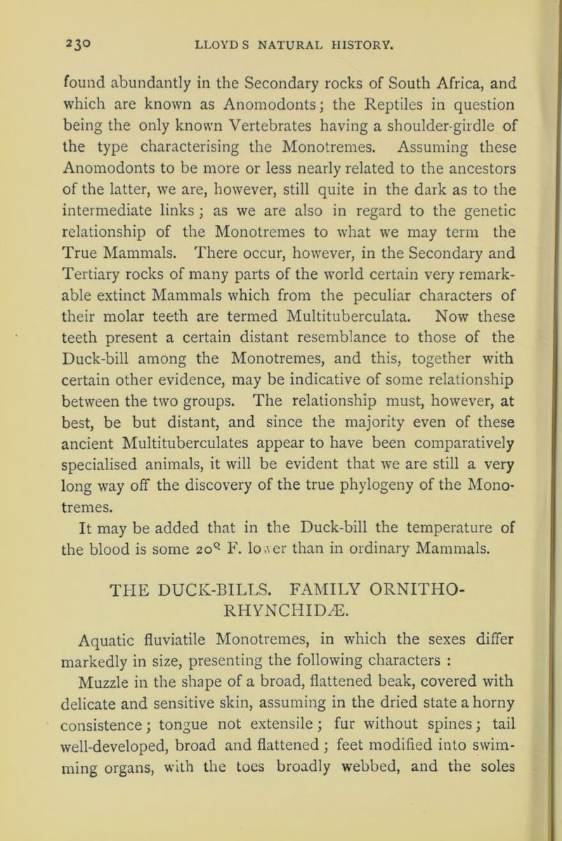 found abundantly in the Secondary rocks of South Africa, and which are known as Anomodonts; the Reptiles in question being the only known Vertebrates having a shoulder-girdle of the type characterising the Monotremes. Assuming these Anomodonts to be more or less nearly related to the ancestors of the latter, we are, however, still quite in the dark as to the intermediate links; as we are also in regard to the genetic relationship of the Monotremes to what we may term the True Mammals. There occur, however, in the Secondary and Tertiary rocks of many parts of the world certain very remark- able extinct Mammals which from the peculiar characters of their molar teeth are termed Multituberculata. Now these teeth present a certain distant resemblance to those of the Duck-bill among the Monotremes, and this, together with certain other evidence, may be indicative of some relationship between the two groups. The relationship must, however, at best, be but distant, and since the majority even of these ancient Multituberculates appear to have been comparatively specialised animals, it will be evident that we are still a very long way off the discovery of the true phylogeny of the Mono- tremes. It may be added that in the Duck-bill the temperature of the blood is some 2oQ F. lo,\er than in ordinary Mammals. THE DUCK-BILLS. FAMILY ORNITHO- RHYNCHIDtE. Aquatic fluviatile Monotremes, in which the sexes differ markedly in size, presenting the following characters : Muzzle in the shape of a broad, flattened beak, covered with delicate and sensitive skin, assuming in the dried state a horny consistence; tongue not extensile; fur without spines; tail well-developed, broad and flattened ; feet modified into swim- ming organs, with the toes broadly webbed, and the soles