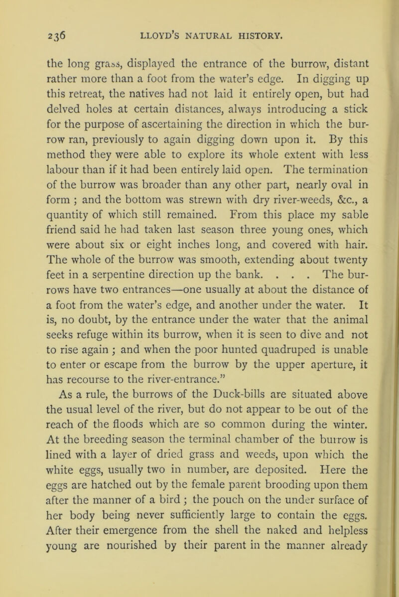 the long grass, displayed the entrance of the burrow, distant rather more than a foot from the water’s edge. In digging up this retreat, the natives had not laid it entirely open, but had delved holes at certain distances, always introducing a stick for the purpose of ascertaining the direction in which the bur- row ran, previously to again digging down upon it. By this method they were able to explore its whole extent with less labour than if it had been entirely laid open. The termination of the burrow was broader than any other part, nearly oval in form ; and the bottom was strewn with dry river-weeds, &c., a quantity of which still remained. From this place my sable friend said he had taken last season three young ones, which were about six or eight inches long, and covered with hair. The whole of the burrow was smooth, extending about twenty feet in a serpentine direction up the bank. . . . The bur- rows have two entrances—one usually at about the distance of a foot from the water’s edge, and another under the water. It is, no doubt, by the entrance under the water that the animal seeks refuge within its burrow, when it is seen to dive and not to rise again ; and when the poor hunted quadruped is unable to enter or escape from the burrow by the upper aperture, it has recourse to the river-entrance.” As a rule, the burrows of the Duck-bills are situated above the usual level of the river, but do not appear to be out of the reach of the floods which are so common during the winter. At the breeding season the terminal chamber of the burrow is lined with a layer of dried grass and weeds, upon which the white eggs, usually two in number, are deposited. Here the eggs are hatched out by the female parent brooding upon them after the manner of a bird ; the pouch on the under surface of her body being never sufficiently large to contain the eggs. After their emergence from the shell the naked and helpless young are nourished by their parent in the manner already