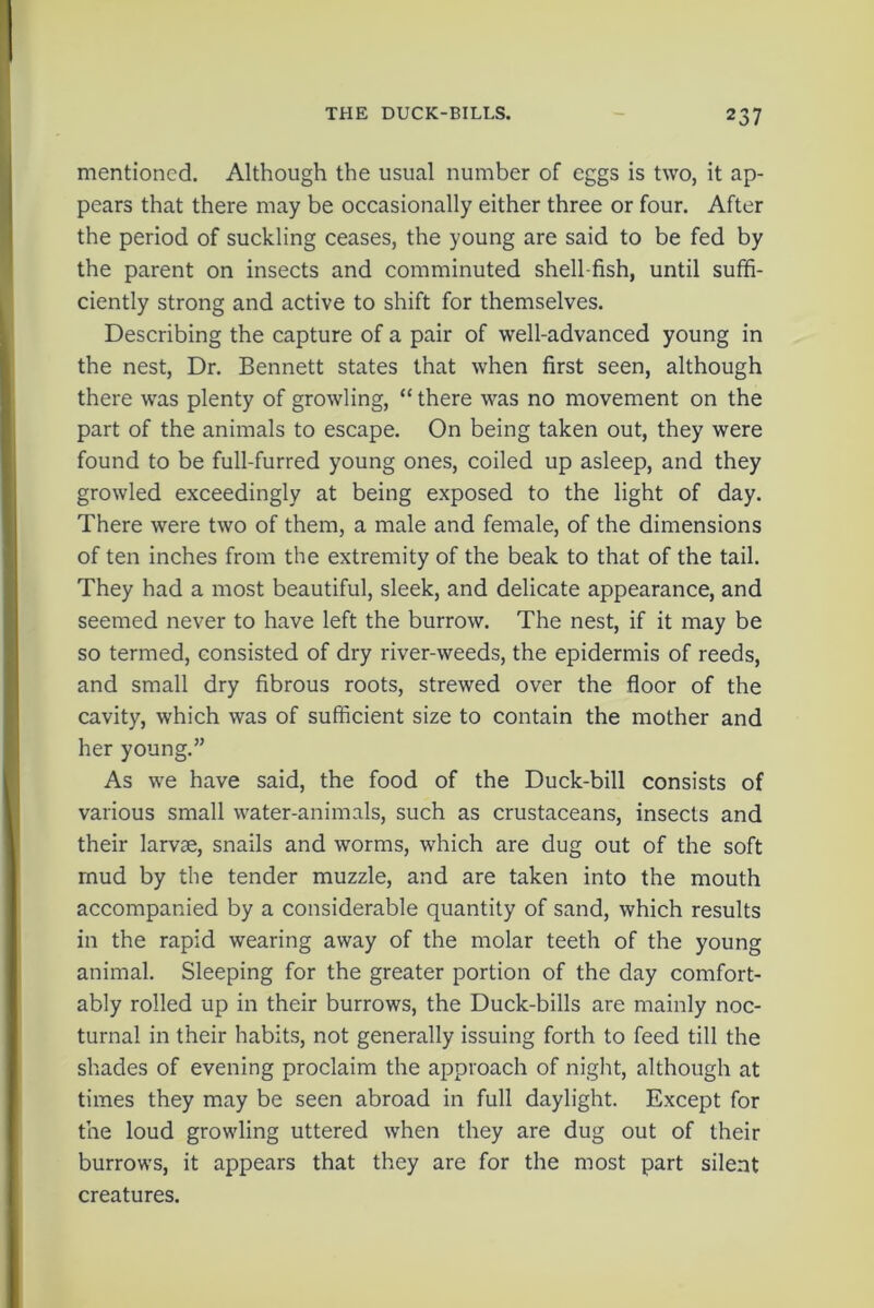 mentioned. Although the usual number of eggs is two, it ap- pears that there may be occasionally either three or four. After the period of suckling ceases, the young are said to be fed by the parent on insects and comminuted shell fish, until suffi- ciently strong and active to shift for themselves. Describing the capture of a pair of well-advanced young in the nest, Dr. Bennett states that when first seen, although there was plenty of growling, “ there was no movement on the part of the animals to escape. On being taken out, they were found to be full-furred young ones, coiled up asleep, and they growled exceedingly at being exposed to the light of day. There were two of them, a male and female, of the dimensions of ten inches from the extremity of the beak to that of the tail. They had a most beautiful, sleek, and delicate appearance, and seemed never to have left the burrow. The nest, if it may be so termed, consisted of dry river-weeds, the epidermis of reeds, and small dry fibrous roots, strewed over the floor of the cavity, which was of sufficient size to contain the mother and her young.” As we have said, the food of the Duck-bill consists of various small water-animals, such as crustaceans, insects and their larvae, snails and worms, which are dug out of the soft mud by the tender muzzle, and are taken into the mouth accompanied by a considerable quantity of sand, which results in the rapid wearing away of the molar teeth of the young animal. Sleeping for the greater portion of the day comfort- ably rolled up in their burrows, the Duck-bills are mainly noc- turnal in their habits, not generally issuing forth to feed till the shades of evening proclaim the approach of night, although at times they may be seen abroad in full daylight. Except for the loud growling uttered when they are dug out of their burrows, it appears that they are for the most part silent creatures.
