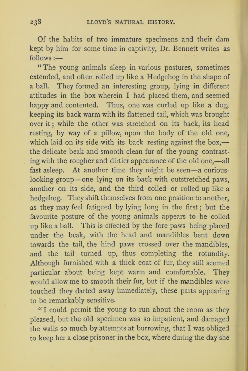 Of the habits of two immature specimens and their dam kept by him for some time in captivity, Dr. Bennett writes as follows:— “The young animals sleep in various postures, sometimes extended, and often rolled up like a Hedgehog in the shape of a ball. They formed an interesting group, lying in different attitudes in the box wherein I had placed them, and seemed happy and contented. Thus, one was curled up like a dog, keeping its back warm with its flattened tail, which was brought over it; while the other was stretched on its back, its head resting, by way of a pillow, upon the body of the old one, which laid on its side with its back resting against the box,— the delicate beak and smooth clean fur of the young contrast- ing with the rougher and dirtier appearance of the old one,—all fast asleep. At another time they might be seen—a curious- looking group—one lying on its back with outstretched paws, another on its side, and the third coiled or rolled up like a hedgehog. They shift themselves from one position to another, as they may feel fatigued by lying long in the first; but the favourite posture of the young animals appears to be coiled up like a ball. This is effected by the fore paws being placed under the beak, with the head and mandibles bent down towards the tail, the hind paws crossed over the mandibles, and the tail turned up, thus completing the rotundity. Although furnished with a thick coat of fur, they still seemed particular about being kept warm and comfortable. They would allow me to smooth their fur, but if the mandibles were touched they darted away immediately, these parts appearing to be remarkably sensitive. “ I could permit the young to run about the room as they pleased, but the old specimen was so impatient, and damaged the walls so much by attempts at burrowing, that I was obliged to keep her a close prisoner in the box, where during the day she