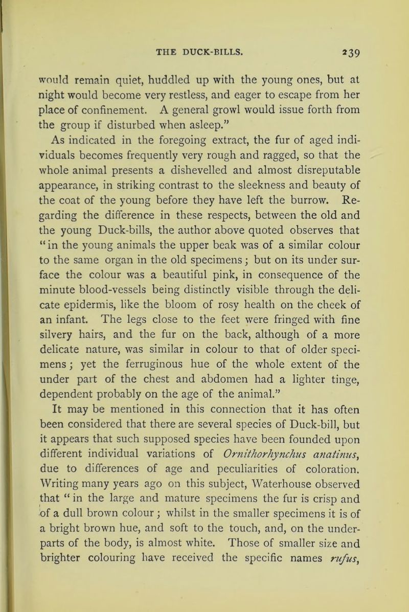 would remain quiet, huddled up with the young ones, but at night would become very restless, and eager to escape from her place of confinement. A general growl would issue forth from the group if disturbed when asleep.” As indicated in the foregoing extract, the fur of aged indi- viduals becomes frequently very rough and ragged, so that the whole animal presents a dishevelled and almost disreputable appearance, in striking contrast to the sleekness and beauty of the coat of the young before they have left the burrow. Re- garding the difference in these respects, between the old and the young Duck-bills, the author above quoted observes that “ in the young animals the upper beak was of a similar colour to the same organ in the old specimens; but on its under sur- face the colour was a beautiful pink, in consequence of the minute blood-vessels being distinctly visible through the deli- cate epidermis, like the bloom of rosy health on the cheek of an infant. The legs close to the feet were fringed with fine silvery hairs, and the fur on the back, although of a more delicate nature, was similar in colour to that of older speci- mens ; yet the ferruginous hue of the whole extent of the under part of the chest and abdomen had a lighter tinge, dependent probably on the age of the animal.” It may be mentioned in this connection that it has often been considered that there are several species of Duck-bill, but it appears that such supposed species have been founded upon different individual variations of Ornithorhynchus anatinus, due to differences of age and peculiarities of coloration. Writing many years ago on this subject, Waterhouse observed that “ in the large and mature specimens the fur is crisp and ■of a dull brown colour; whilst in the smaller specimens it is of a bright brown hue, and soft to the touch, and, on the under- parts of the body, is almost white. Those of smaller size and brighter colouring have received the specific names rufus,