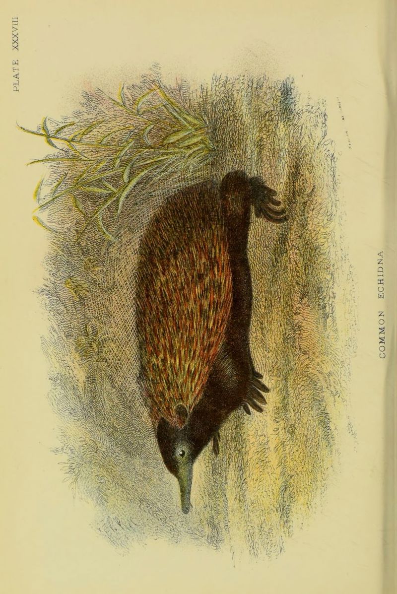 PLATE XXXVm vNcriHoa rowwoo