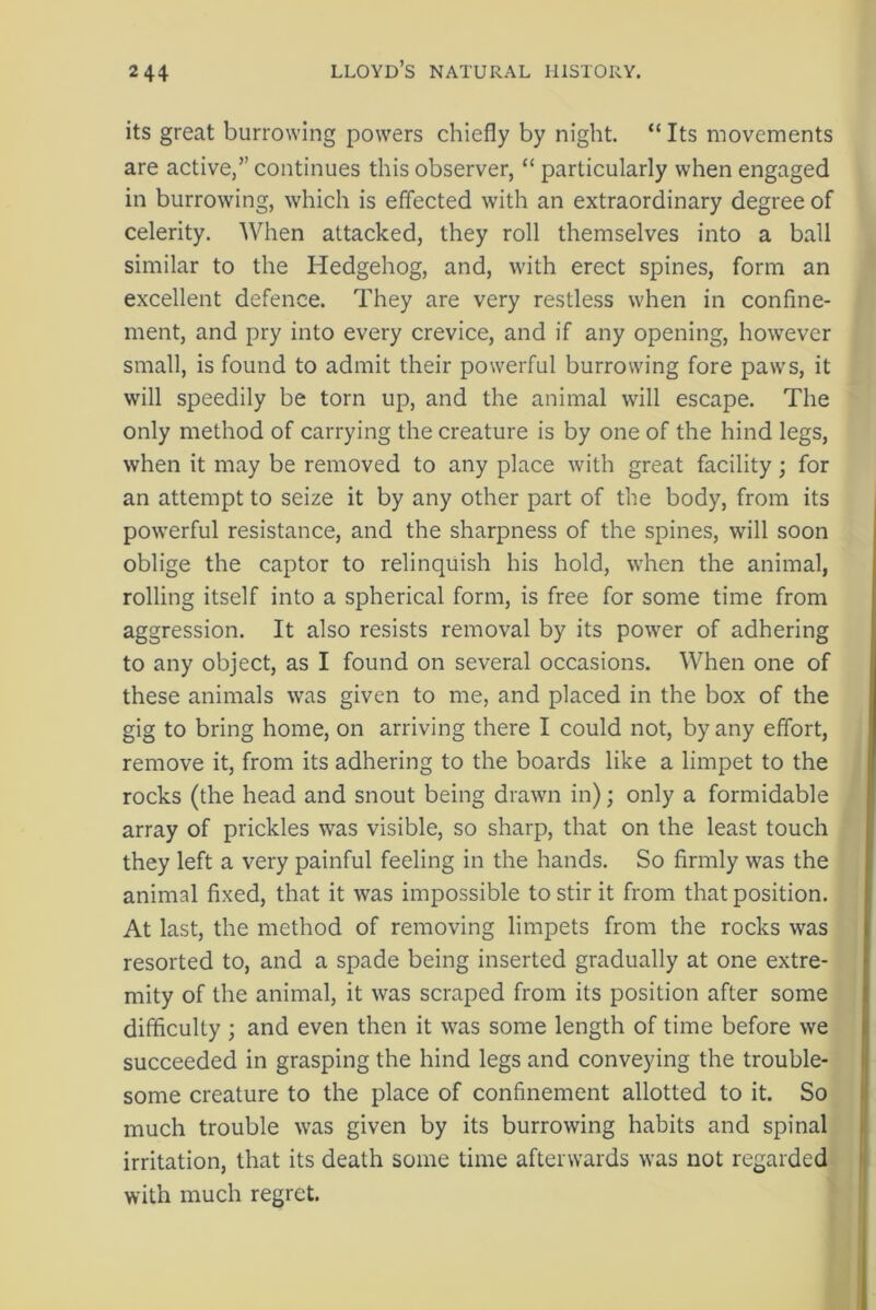 its great burrowing powers chiefly by night. “ Its movements are active,” continues this observer, “ particularly when engaged in burrowing, which is effected with an extraordinary degree of celerity. When attacked, they roll themselves into a ball similar to the Hedgehog, and, with erect spines, form an excellent defence. They are very restless when in confine- ment, and pry into every crevice, and if any opening, however small, is found to admit their powerful burrowing fore paws, it will speedily be torn up, and the animal will escape. The only method of carrying the creature is by one of the hind legs, when it may be removed to any place with great facility; for an attempt to seize it by any other part of the body, from its powerful resistance, and the sharpness of the spines, will soon oblige the captor to relinquish his hold, when the animal, rolling itself into a spherical form, is free for some time from aggression. It also resists removal by its power of adhering to any object, as I found on several occasions. When one of these animals was given to me, and placed in the box of the gig to bring home, on arriving there I could not, by any effort, remove it, from its adhering to the boards like a limpet to the rocks (the head and snout being drawn in); only a formidable array of prickles was visible, so sharp, that on the least touch they left a very painful feeling in the hands. So firmly was the animal fixed, that it was impossible to stir it from that position. At last, the method of removing limpets from the rocks was resorted to, and a spade being inserted gradually at one extre- mity of the animal, it was scraped from its position after some difficulty ; and even then it was some length of time before we succeeded in grasping the hind legs and conveying the trouble- some creature to the place of confinement allotted to it. So much trouble was given by its burrowing habits and spinal irritation, that its death some time afterwards was not regarded with much regret.
