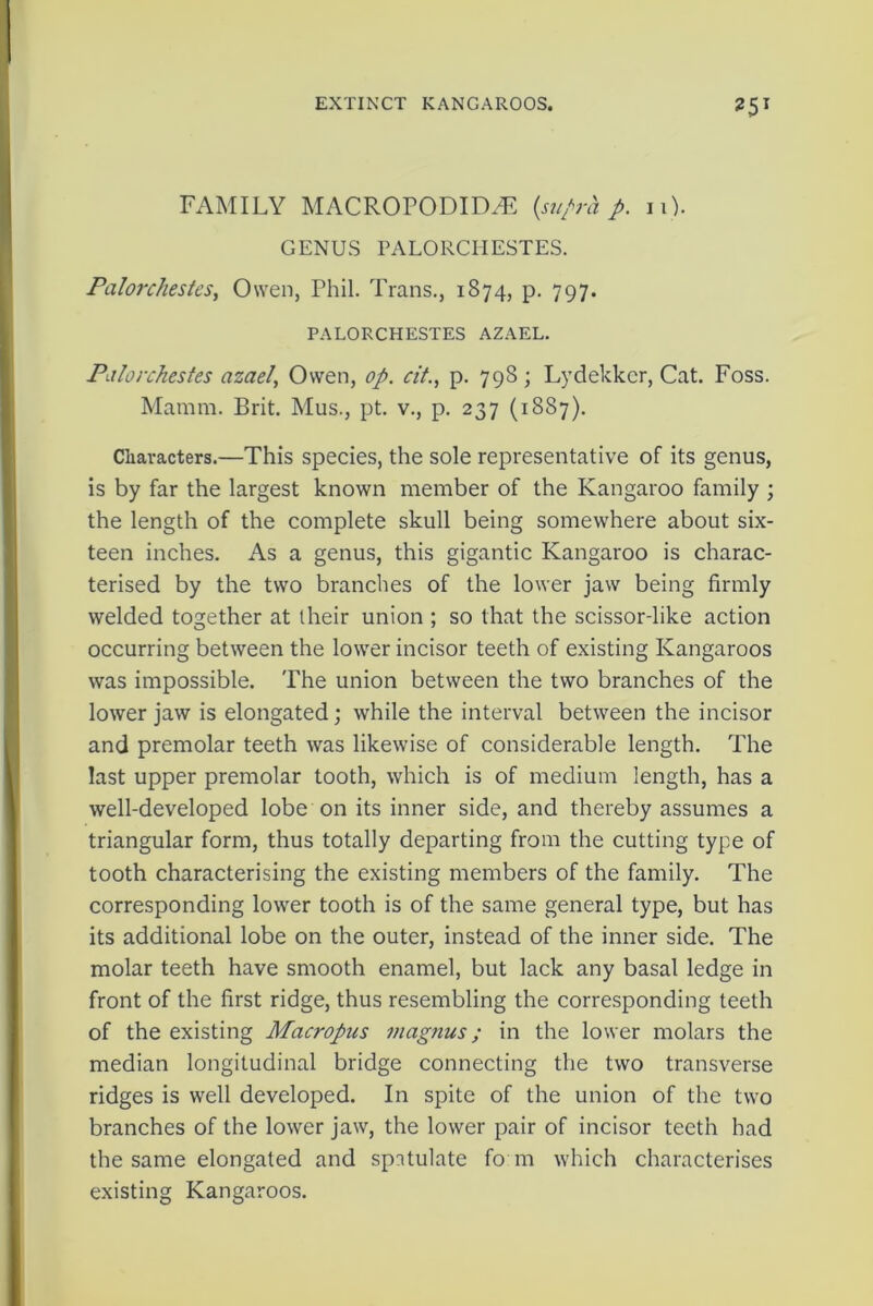 FAMILY MACROPODIELE {supra p. n). GENUS PALORCHESTES. Palorcliestcs, Owen, Phil. Trans., 1874, p. 797. PALORCHESTES AZAEL. Palorchestes azael, Owen, op. cit., p. 798; Lydekkcr, Cat. Foss. Mamm. Brit. Mus., pt. v., p. 237 (18S7). Characters.—This species, the sole representative of its genus, is by far the largest known member of the Kangaroo family ; the length of the complete skull being somewhere about six- teen inches. As a genus, this gigantic Kangaroo is charac- terised by the two branches of the lower jaw being firmly welded together at their union ; so that the scissor-like action occurring between the lower incisor teeth of existing Kangaroos was impossible. The union between the two branches of the lower jaw is elongated; while the interval between the incisor and premolar teeth was likewise of considerable length. The last upper premolar tooth, which is of medium length, has a well-developed lobe on its inner side, and thereby assumes a triangular form, thus totally departing from the cutting type of tooth characterising the existing members of the family. The corresponding lower tooth is of the same general type, but has its additional lobe on the outer, instead of the inner side. The molar teeth have smooth enamel, but lack any basal ledge in front of the first ridge, thus resembling the corresponding teeth of the existing Macropus magnus; in the lower molars the median longitudinal bridge connecting the two transverse ridges is well developed. In spite of the union of the two branches of the lower jaw, the lower pair of incisor teeth had the same elongated and spntulate fo m which characterises existing Kangaroos.