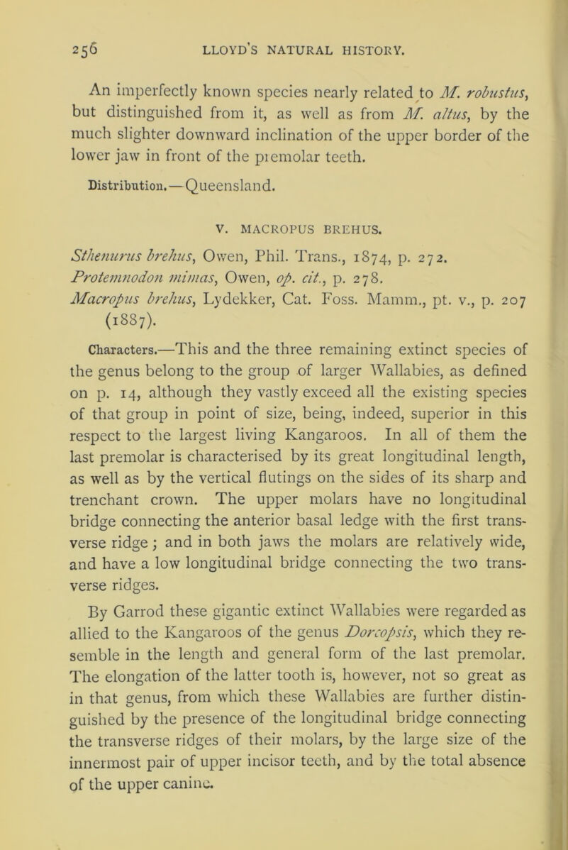 An imperfectly known species nearly related to M. robustus, but distinguished from it, as well as from M. a/tus, by the much slighter downward inclination of the upper border of the lower jaw in front of the premolar teeth. Distribution.—Queensland. V. MACROPUS BREHUS. Sthenurus brehus, Owen, Phil. Trans., 1874, p. 272. Protemnodon ini mas, Owen, op. cit., p. 278. Macropus brelius, Lydekker, Cat. Foss. Mamm., pt. v., p. 207 (1887). Characters.—This and the three remaining extinct species of the genus belong to the group of larger Wallabies, as defined on p. 14, although they vastly exceed all the existing species of that group in point of size, being, indeed, superior in this respect to the largest living Kangaroos. In all of them the last premolar is characterised by its great longitudinal length, as well as by the vertical flutings on the sides of its sharp and trenchant crown. The upper molars have no longitudinal bridge connecting the anterior basal ledge with the first trans- verse ridge; and in both jaws the molars are relatively wide, and have a low longitudinal bridge connecting the two trans- verse ridges. By Garrod these gigantic extinct Wallabies were regarded as allied to the Kangaroos of the genus Dorcopsis, which they re- semble in the length and general form of the last premolar. The elongation of the latter tooth is, however, not so great as in that genus, from which these Wallabies are further distin- guished by the presence of the longitudinal bridge connecting the transverse ridges of their molars, by the large size of the innermost pair of upper incisor teeth, and by the total absence of the upper canine.