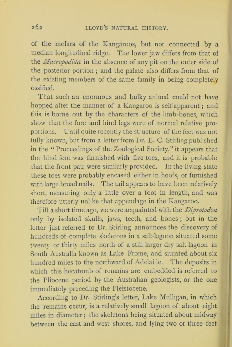 of the molars of the Kangaroos, but not connected by a median longitudinal ridge. The lower jaw differs from that of the Macropodidce in the absence of any pit on the outer side of the posterior portion; and the palate also differs from that of the existing members of the same family in being completely ossified. That such an enormous and bulky animal could not have hopped after the manner of a Kangaroo is self-apparent; and this is borne out by the characters of the limb-bones, which show that the fore and hind legs were of normal relative pro- portions. Until quite recently the sti ucture of the feet was not fully known, but from a letter from Dr. E. C. Stirling published in the “ Proceedings of the Zoological Society,” it appears that the hind foot was furnished with five toes, and it is probable that the front pair were similarly provided. In the living state these toes were probably encased either in hoofs, or furnished with large broad nails. The tail appears to have been relatively short, measuring only a little over a foot in length, and was therefore utterly unlike that appendage in the Kangaroo. Till a short time ago, we were acquainted with the Diprotodon only by isolated skulls, jaws, teeth, and bones; but in the letter just referred to Dr. Stirling announces the discovery of hundreds of complete skeletons in a salt-lagoon situated some twenty or thirty miles north of a still larger dry salt-lagoon in South Australia known as Lake Frome, and situated about six hundred miles to the northward of Adelaide. The deposits in which this hecatomb of remains are embedded is referred to the Pliocene period by the Australian geologists, or the one immediately preceding the Pleistocene. According to Dr. Stirling’s letter, Lake Mulligan, in which the remains occur, is a relatively small lagoon of about eight miles in diameter; the skeletons being situated about midway between the east and west shores, and lying two or three feet