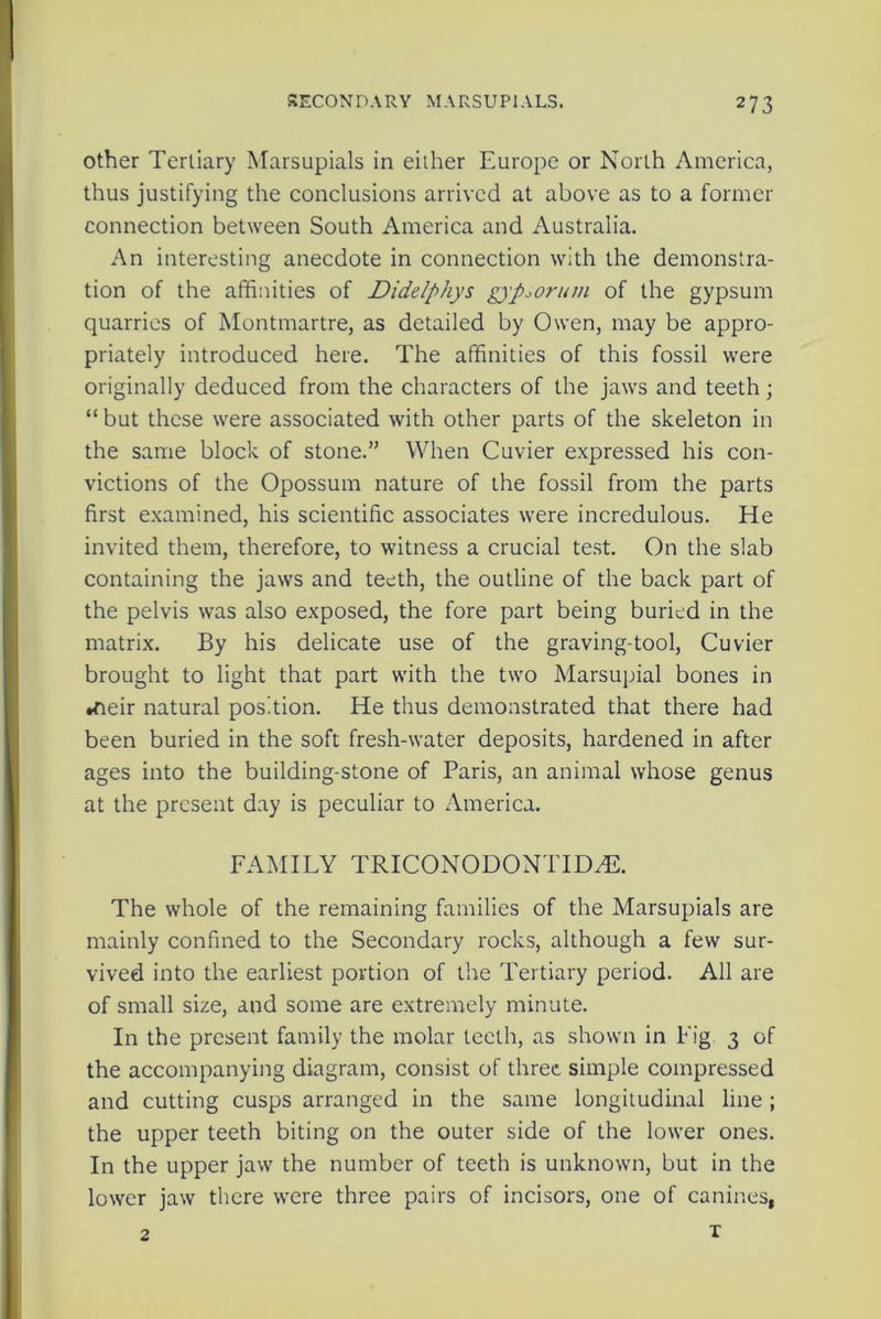 other Tertiary Marsupials in either Europe or North America, thus justifying the conclusions arrived at above as to a former connection between South America and Australia. An interesting anecdote in connection with the demonstra- tion of the affinities of Didelphys gypsorum of the gypsum quarries of Montmartre, as detailed by Owen, may be appro- priately introduced here. The affinities of this fossil were originally deduced from the characters of the jaws and teeth; “ but these were associated with other parts of the skeleton in the same block of stone.” When Cuvier expressed his con- victions of the Opossum nature of the fossil from the parts first examined, his scientific associates were incredulous. He invited them, therefore, to witness a crucial test. On the slab containing the jaws and teeth, the outline of the back part of the pelvis was also exposed, the fore part being buried in the matrix. By his delicate use of the graving-tool, Cuvier brought to light that part with the two Marsupial bones in •neir natural position. He thus demonstrated that there had been buried in the soft fresh-water deposits, hardened in after ages into the building-stone of Paris, an animal whose genus at the present day is peculiar to America. FAMILY TRICONODONTID2E. The whole of the remaining families of the Marsupials are mainly confined to the Secondary rocks, although a few sur- vived into the earliest portion of the Tertiary period. All are of small size, and some are extremely minute. In the present family the molar teeth, as shown in Fig 3 of the accompanying diagram, consist of three simple compressed and cutting cusps arranged in the same longitudinal line ; the upper teeth biting on the outer side of the lower ones. In the upper jaw the number of teeth is unknown, but in the lower jaw there were three pairs of incisors, one of canines, 2 T