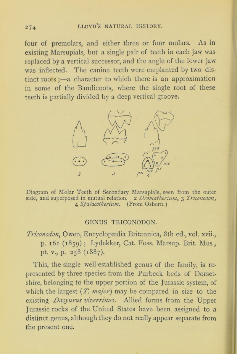 four of premolars, and either three or four molars. As in existing Marsupials, but a single pair of teeth in each jaw was replaced by a vertical successor, and the angle of the lower jaw was inflected. The canine teeth were emplanted by two dis- tinct roots ;—a character to which there is an approximation in some of the Bandicoots, where the single root of these teeth is partially divided by a deep vertical groove. Diagram of Molar Teeth of Secondary Marsupials, seen from the outer side, and superposed in mutual relation. 2 Dromatkerium, 3 Triconoaon, 4 Spalacotherium. (From Osborn.) GENUS TRICONODON. Tricotiodon, Owen, Encyclopaedia Britannica, 8th ed., vol. xvii., p. 161 (1859); Lydekker, Cat. Foss. Marsup. Brit. Mus., pt. v., p. 258 (1887). This, the single well-established genus of the family, is re- presented by three species from the Purbeck beds of Dorset- shire, belonging to the upper portion of the Jurassic system, of which the largest (T. major) may be compared in size to the existing Dasyurus viverrinus. Allied forms from the Upper Jurassic rocks of the United States have been assigned to a distinct genus, although they do not really appear separate from the present one.