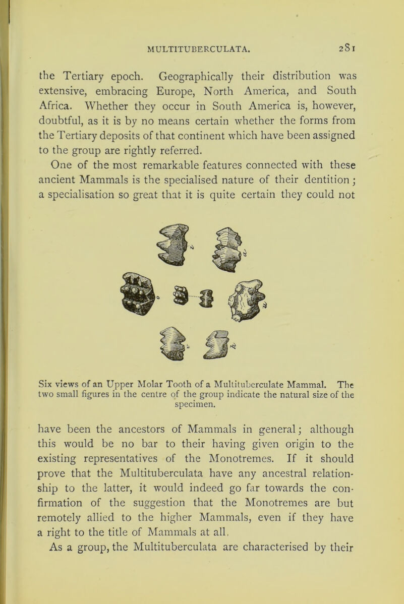 2Sl the Tertiary epoch. Geographically their distribution was extensive, embracing Europe, North America, and South Africa. Whether they occur in South America is, however, doubtful, as it is by no means certain whether the forms from the Tertiary deposits of that continent which have been assigned to the group are rightly referred. One of the most remarkable features connected with these ancient Mammals is the specialised nature of their dentition; a specialisation so great that it is quite certain they could not Six views of an Upper Molar Tooth of a Multitubcrculate Mammal. The two small figures in the centre of the group indicate the natural size of the specimen. have been the ancestors of Mammals in general; although this would be no bar to their having given origin to the existing representatives of the Monotremes. If it should prove that the Multituberculata have any ancestral relation- ship to the latter, it would indeed go far towards the con- firmation of the suggestion that the Monotremes are but remotely allied to the higher Mammals, even if they have a right to the title of Mammals at all, As a group, the Multituberculata are characterised by their