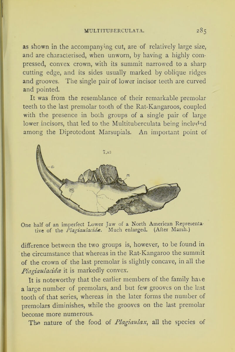as shown in the accompanying cut, are of relatively large size, and are characterised, when unworn, by having a highly com- pressed, convex crown, with its summit narrowed to a sharp cutting edge, and its sides usually marked by oblique ridges and grooves. The single pair of lower incisor teeth are curved and pointed. It was from the resemblance of their remarkable premolar teeth to the last premolar tooth of the Rat-Kangaroos, coupled with the presence in both groups of a single pair of large lower incisors, that led to the Multituberculata being included among the Diprotcdont Marsupials. An important point of One half of an imperfect Lower Jaw of a North American Representa- tive of the Plagiaulacid*. Much enlarged. (After Marsh.) difference between the two groups is, however, to be found in the circumstance that whereas in the Rat-Kangaroo the summit of the crown of the last premolar is slightly concave, in all the Piagiaulacidcz it is markedly convex. It is noteworthy that the earlier members of the family ha\e a large number of premolars, and but few grooves on the last tooth of that series, whereas in the later forms the number of premolars diminishes, while the grooves on the last premolar become more numerous. Thfi nature of the food of Plagiaulax, all the species of