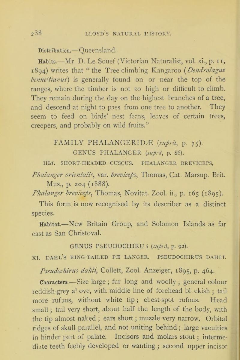 Distribution.— Queensland. Habits.—Mr D. Le Souef (Victorian Naturalist, vol. xi., p. ri, 1894) writes that “the Tree-climbing Kangaroo (Dendrolagus benneUianus) is generally found on or near the top of the ranges, where the timber is not so high or difficult to climb. They remain during the day on the highest branches of a tree, and descend at night to pass from one tree to another. They seem to feed on birds’ nest ferns, leaves of certain trees, creepers, and probably on wild fruits.” FAMILY PHALANGERIDZE (supra, p 75). GENUS PHALANGER {suprd, p. £6). Illtf. SHORT-HEADED CUSCUS. PHALANGER BREVICErS, Phalanger orientali*, var. breviceps, Thomas, Cat. Marsup. Brit. Mus., p. 204 (1888). Phalarger breviceps, Thomas, Novitat. Zool. ii., p. 165 (1895). This form is now recognised by its describer as a distinct species. Habitat.—New Britain Group, and Solomon Islands as far east as San Christoval. GENUS PSEUDOCHIRU > {sup,h, P. 92). XI. DAHL’S RING-TAILED PH LANGER. PSEUDOCHIRUS DAHLI. Pseudochirus dahli, Collett, Zool. Anzeiger, 1895, p. 464. Characters —Size large ; fur long and woolly ; general colour reddish-grey a* ove, with middle line of forehead bl ckish ; tail more rufous, without white tip; chest-spot rufous. Head small; tail very short, about half the length of the body, with the tip almost naked ; ears short; muzzle very narrow. Orbital ridges of skull parallel, and not uniting behind ; large vacuities in hinder part of palate. Incisors and molars stout; interme- diite teeth feebly developed or wanting; second upper incisor