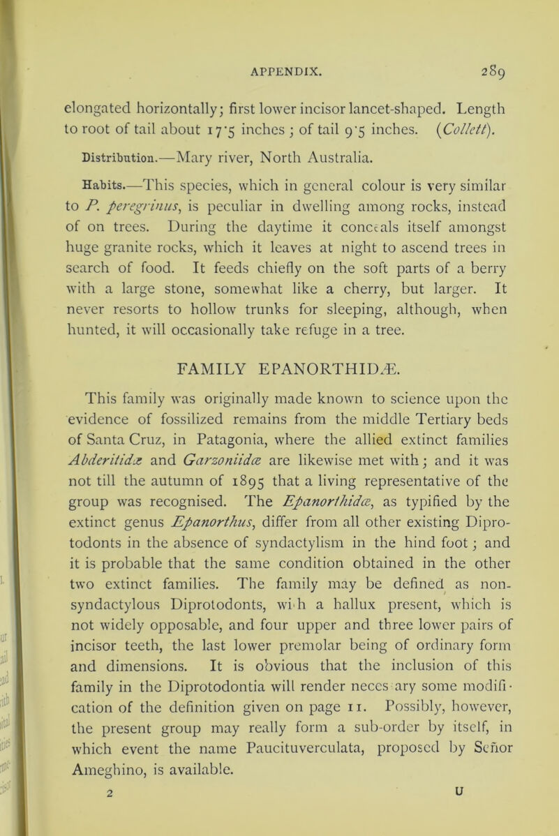 elongated horizontally; first lower incisor lancet-shaped. Length to root of tail about 17*5 inches ; of tail 9^5 inches. {Collett). Distribution.—Mary river, North Australia. Habits.—This species, which in general colour is very similar to P. peregrinus, is peculiar in dwelling among rocks, instead of on trees. During the daytime it conceals itself amongst huge granite rocks, which it leaves at night to ascend trees in search of food. It feeds chiefly on the soft parts of a berry with a large stone, somewhat like a cherry, but larger. It never resorts to hollow trunks for sleeping, although, when hunted, it will occasionally take refuge in a tree. FAMILY E PAN ORTH I DTI. This family was originally made known to science upon the evidence of fossilized remains from the middle Tertiary beds of Santa Cruz, in Patagonia, where the allied extinct families Abderitidx and Garzoniidce are likewise met with; and it was not till the autumn of 1895 that a living representative of the group was recognised. The Epanorthidce, as typified by the extinct genus Epanorthus, differ from all other existing Dipro- todonts in the absence of syndactylism in the hind foot; and it is probable that the same condition obtained in the other two extinct families. The family may be defined as non- syndactylous Diprotodonts, wi h a hallux present, which is not widely opposable, and four upper and three lower pairs of incisor teeth, the last lower premolar being of ordinary form and dimensions. It is obvious that the inclusion of this family in the Diprotodontia will render neces ary some modifi- cation of the definition given on page n. Possibly, however, the present group may really form a sub-order by itself, in which event the name Paucituverculata, proposed by Sehor Ameghino, is available. 2 u