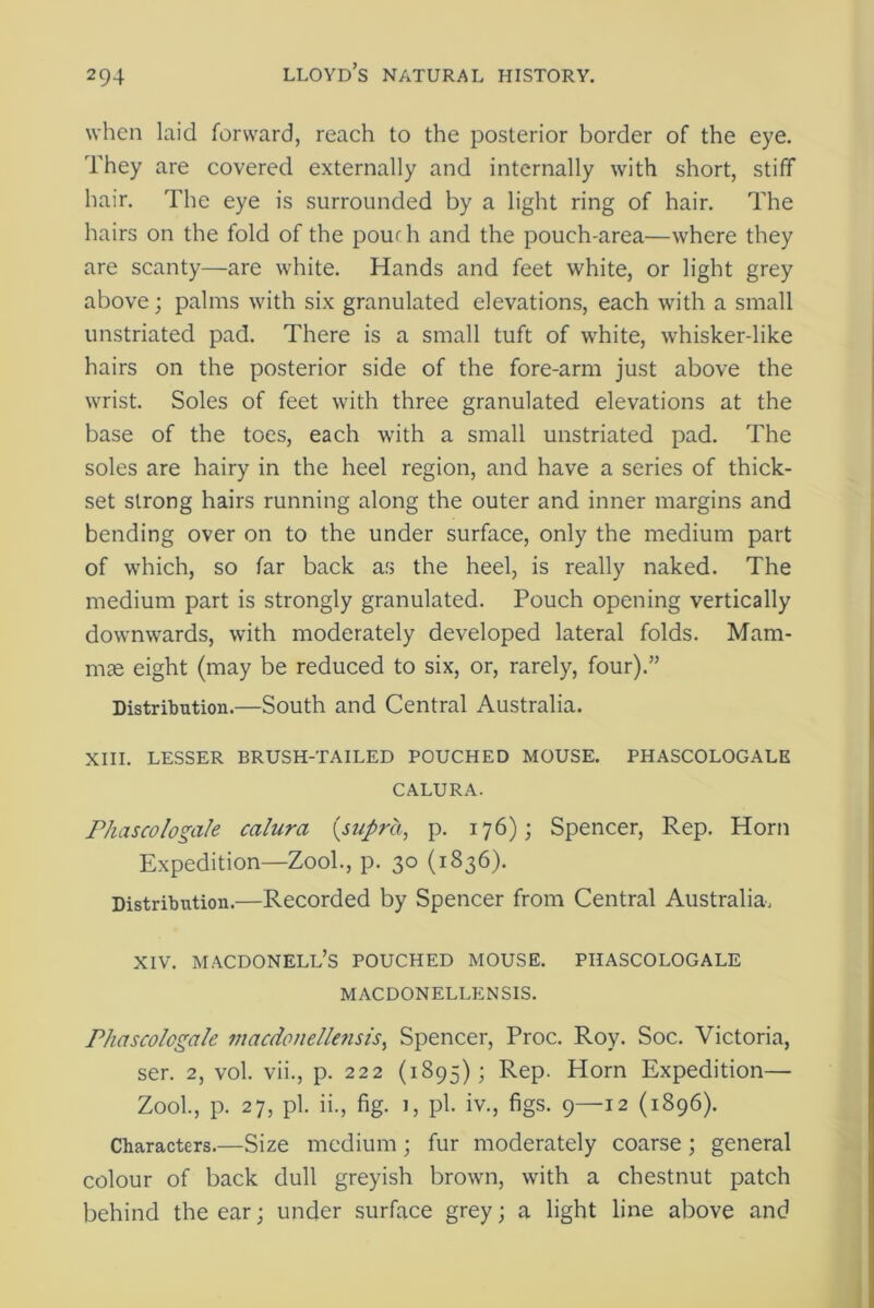 when laid forward, reach to the posterior border of the eye. They are covered externally and internally with short, stiff hair. The eye is surrounded by a light ring of hair. The hairs on the fold of the pouch and the poueh-area—where they are scanty—are white. Hands and feet white, or light grey above; palms with six granulated elevations, each with a small unstriated pad. There is a small tuft of white, whisker-like hairs on the posterior side of the fore-arm just above the wrist. Soles of feet with three granulated elevations at the base of the toes, each with a small unstriated pad. The soles are hairy in the heel region, and have a series of thick- set strong hairs running along the outer and inner margins and bending over on to the under surface, only the medium part of which, so far back as the heel, is really naked. The medium part is strongly granulated. Pouch opening vertically downwards, with moderately developed lateral folds. Mam- mae eight (may be reduced to six, or, rarely, four).” Distribution.—South and Central Australia. XIII. LESSER BRUSH-TAILED POUCHED MOUSE. PHASCOLOGALE CALURA. Phascologale calura {supra, p. 176); Spencer, Rep. Horn Expedition—Zool., p. 30 (1836). Distribution.—Recorded by Spencer from Central Australia, XIV. MACDONELL’s POUCHED MOUSE. PHASCOLOGALE MACDONELLENSIS. Phascologale macdonelle7isis, Spencer, Proc. Roy. Soc. Victoria, ser. 2, vol. vii., p. 222 (1895); Rep. Horn Expedition— Zool., p. 27, pi. ii., fig. 1, pi. iv., figs. 9—12 (1896). Characters.—Size medium; fur moderately coarse; general colour of back dull greyish brown, with a chestnut patch behind the ear; under surface grey; a light line above and