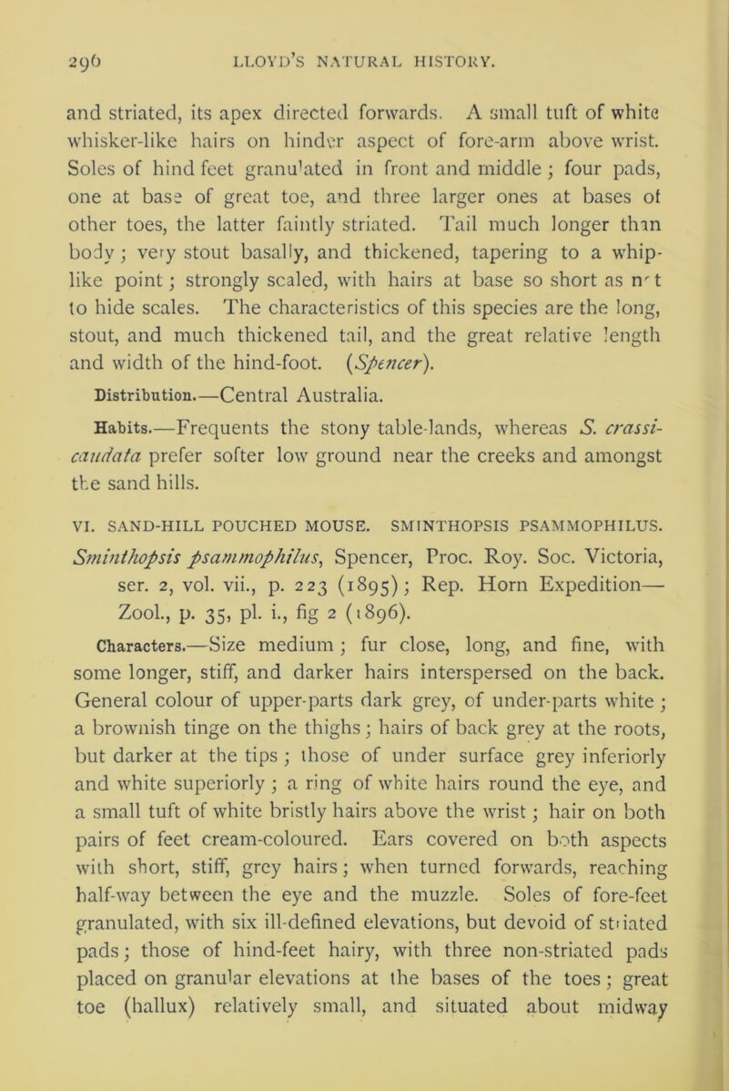 and striated, its apex directed forwards. A small tuft of white whisker-like hairs on hinder aspect of fore-arm above wrist. Soles of hind feet granulated in front and middle ; four pads, one at base of great toe, and three larger ones at bases ot other toes, the latter faintly striated. Tail much longer thin body; very stout basally, and thickened, tapering to a whip- like point; strongly scaled, with hairs at base so short as n't to hide scales. The characteristics of this species are the long, stout, and much thickened tail, and the great relative length and width of the hind-foot. {Spencer). Distribution—Central Australia. Habits.—Frequents the stony table-lands, whereas S. crassi- candata prefer softer low ground near the creeks and amongst the sand hills. VI. SAND-HILL POUCHED MOUSE. SMINTHOPSIS PSAMMOPHILUS. Sminthopsis psammophilus, Spencer, Proc. Roy. Soc. Victoria, ser. 2, vol. vii., p. 223 (1895); Rep. Horn Expedition— Zool., p. 35, pi. i., fig 2 (1896). Characters.—Size medium ; fur close, long, and fine, with some longer, stiff, and darker hairs interspersed on the back. General colour of upper-parts dark grey, of under-parts white; a brownish tinge on the thighs; hairs of back grey at the roots, but darker at the tips ; those of under surface grey inferiorly and white superiorly ; a ring of white hairs round the eye, and a small tuft of white bristly hairs above the wrist; hair on both pairs of feet cream-coloured. Ears covered on both aspects with short, stiff, grey hairs; when turned forwards, reaching half-way between the eye and the muzzle. Soles of fore-feet granulated, with six ill-defined elevations, but devoid of stdated pads; those of hind-feet hairy, with three non-striated pads placed on granular elevations at the bases of the toes; great toe (hallux) relatively small, and situated about midway