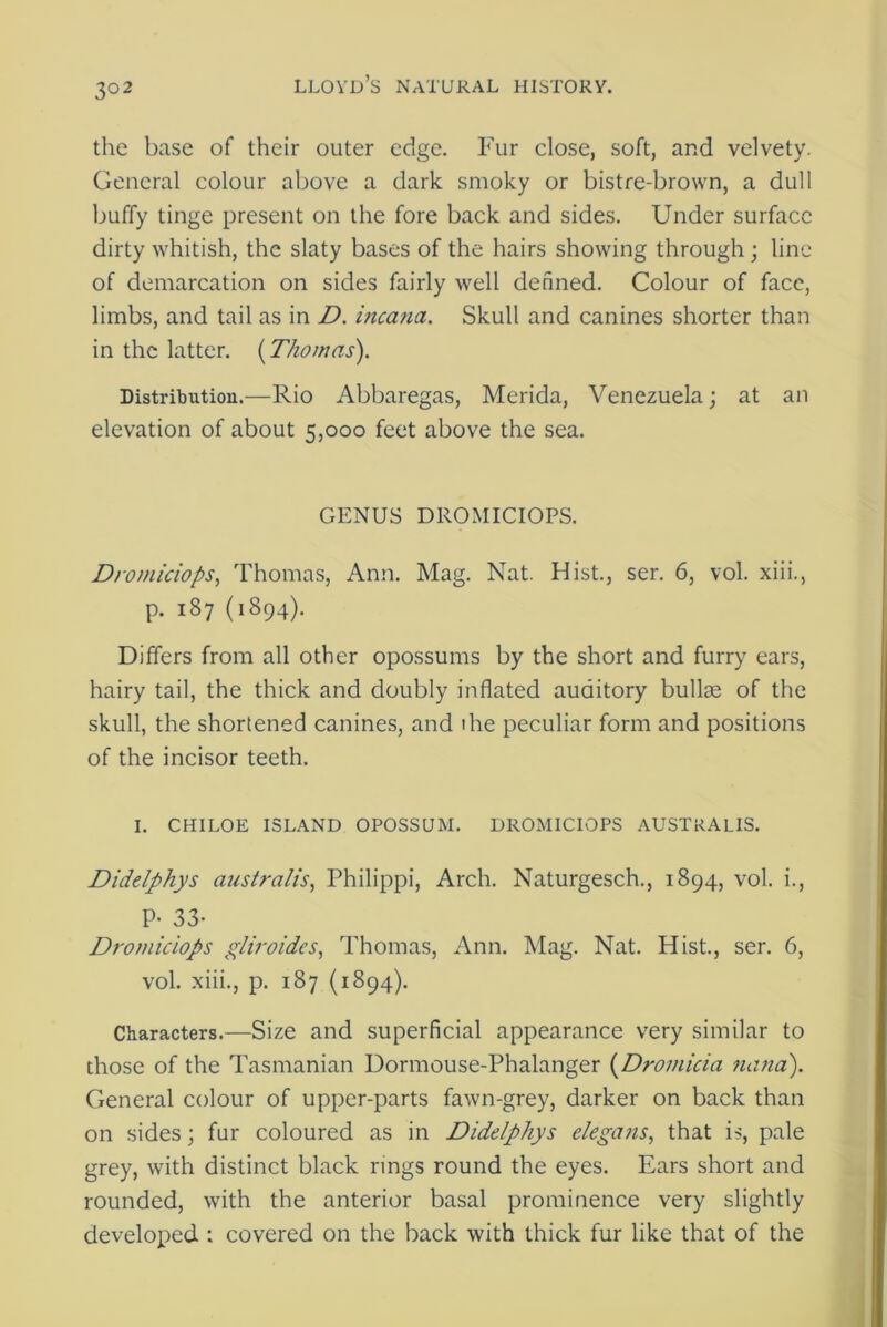 3°2 the base of their outer edge. Fur close, soft, and velvety. General colour above a dark smoky or bistre-brown, a dull buffy tinge present on the fore back and sides. Under surface dirty whitish, the slaty bases of the hairs showing through; line of demarcation on sides fairly well defined. Colour of face, limbs, and tail as in D. incana. Skull and canines shorter than in the latter. (Thomas). Distribution.—Rio Abbaregas, Merida, Venezuela; at an elevation of about 5,000 feet above the sea. GENUS DROMICIOPS. Dromiciops, Thomas, Ann. Mag. Nat. Hist., ser. 6, vol. xiii., p. 187 (1894). Differs from all other opossums by the short and furry ears, hairy tail, the thick and doubly inflated auditory bullse of the skull, the shortened canines, and ihe peculiar form and positions of the incisor teeth. I. CHILOE ISLAND OPOSSUM. DROMICIOPS AUSTRALIS. Didelphys australis, Philippi, Arch. Naturgesch., 1894, vol. i., P- 33- Dromiciops gliroidcs, Thomas, Ann. Mag. Nat. Hist., ser. 6, vol. xiii., p. 187 (1894). Characters.—Size and superficial appearance very similar to those of the Tasmanian Dormouse-Phalanger (Dromicia nana). General colour of upper-parts fawn-grey, darker on back than on sides; fur coloured as in Didelphys elegans, that is, pale grey, with distinct black rings round the eyes. Ears short and rounded, with the anterior basal prominence very slightly developed : covered on the back with thick fur like that of the