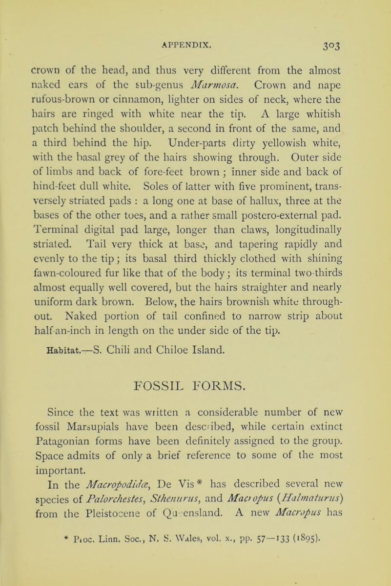 crown of the head, and thus very different from the almost naked ears of the sub-genus Marmoset. Crown and nape rufous-brown or cinnamon, lighter on sides of neck, where the hairs are ringed with white near the tip. A large whitish patch behind the shoulder, a second in front of the same, and a third behind the hip. Under-parts dirty yellowish white, with the basal grey of the hairs showing through. Outer side of limbs and back of fore-feet brown ; inner side and back of hind-feet dull white. Soles of latter with five prominent, trans- versely striated pads : a long one at base of hallux, three at the bases of the other toes, and a rather small postcro-external pad. Terminal digital pad large, longer than claws, longitudinally striated. Tail very thick at base, and tapering rapidly and evenly to the tip; its basal third thickly clothed with shining fawn-coloured fur like that of the body; its terminal two thirds almost equally well covered, but the hairs straighter and nearly uniform dark brown. Below, the hairs brownish white through- out. Naked portion of tail confined to narrow strip about half-an-inch in length on the under side of the tip. Habitat.—S. Chili and Chiloe Island. FOSSIL FORMS. Since the text was written a considerable number of new fossil Marsupials have been described, while certain extinct Patagonian forms have been definitely assigned to the group. Space admits of only a brief reference to some of the most important. In the Macropodidce, De Vis* has described several new species of Palorchestes, Sthenurus, and Mao opus (ITalma turns) from the Pleistocene of Queensland. A new Macropus has * P,oc. Linn. Soc., N. S. Wales, vol. x., pp. 57—133 ('895)-