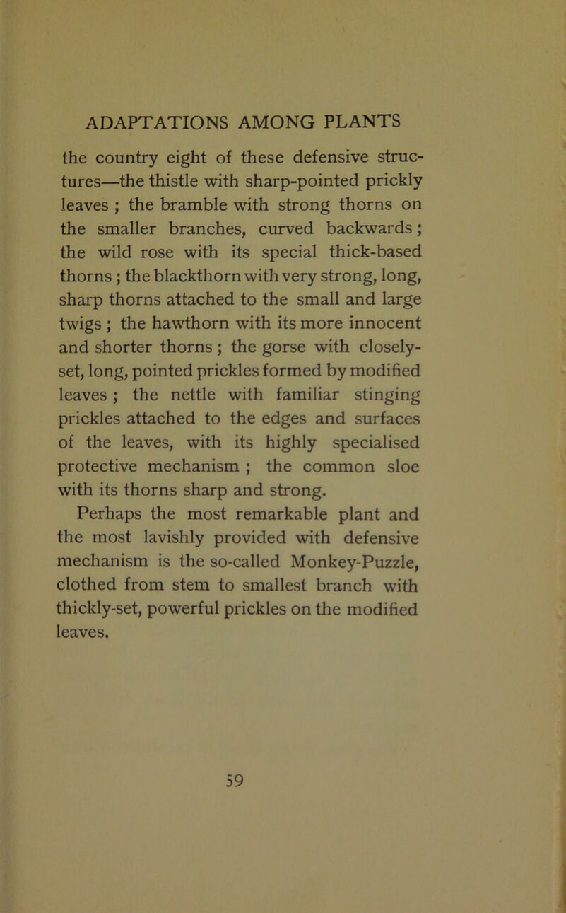 the country eight of these defensive struc- tures—the thistle with sharp-pointed prickly leaves ; the bramble with strong thorns on the smaller branches, curved backwards; the wild rose with its special thick-based thorns; the blackthorn with very strong, long, sharp thorns attached to the small and large twigs ; the hawthorn with its more innocent and shorter thorns ; the gorse with closely- set, long, pointed prickles formed by modified leaves ; the nettle with familiar stinging prickles attached to the edges and surfaces of the leaves, with its highly specialised protective mechanism ; the common sloe with its thorns sharp and strong. Perhaps the most remarkable plant and the most lavishly provided with defensive mechanism is the so-called Monkey-Puzzle, clothed from stem to smallest branch with thickly-set, powerful prickles on the modified leaves.