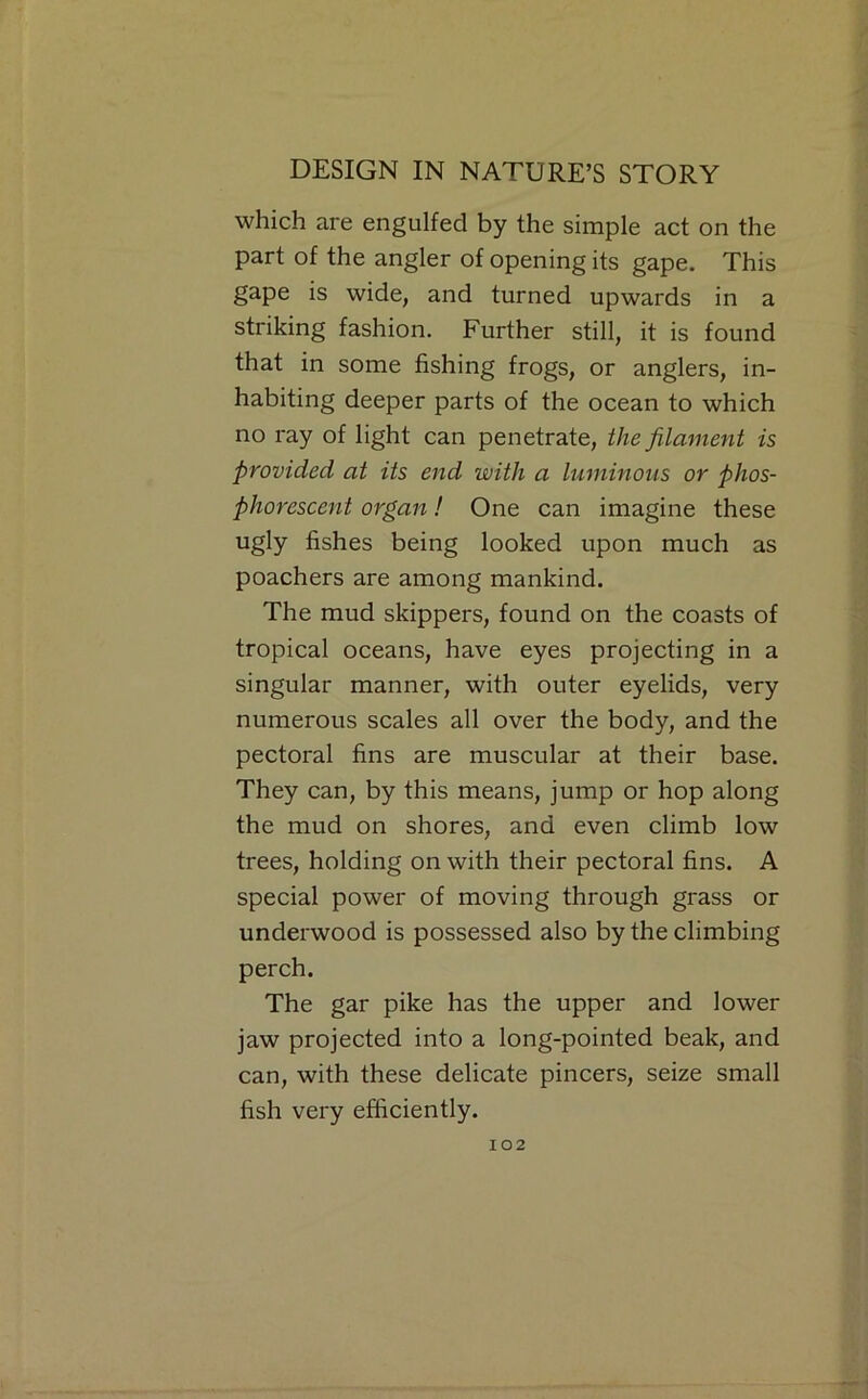 which are engulfed by the simple act on the part of the angler of opening its gape. This gape is wide, and turned upwards in a striking fashion. Further still, it is found that in some fishing frogs, or anglers, in- habiting deeper parts of the ocean to which no ray of light can penetrate, the filament is provided at its end with a luminous or phos- phorescent organ! One can imagine these ugly fishes being looked upon much as poachers are among mankind. The mud skippers, found on the coasts of tropical oceans, have eyes projecting in a singular manner, with outer eyelids, very numerous scales all over the body, and the pectoral fins are muscular at their base. They can, by this means, jump or hop along the mud on shores, and even climb low trees, holding on with their pectoral fins. A special power of moving through grass or underwood is possessed also by the climbing perch. The gar pike has the upper and lower jaw projected into a long-pointed beak, and can, with these delicate pincers, seize small fish very efficiently.