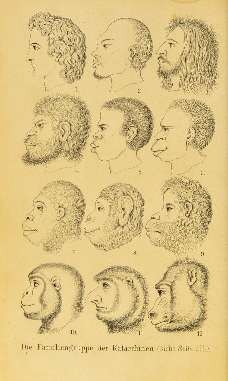 Die Familiengruppe der Katarrhinen (sielte Seite 555),