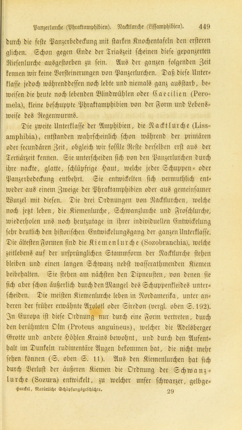 burep bie fefte $anzcrbebecfung mit flarfen Stnocpentafeln ben erfteven glicpen. ©cpon gegen ©nbe bei* SriaSjeit fcpeinen biefe gepanzerten Otiefenlurcpc auSgeflorben ju fein. 2lu8 bei* ganzen folgenben Seit fennen mir feine 93erjteinerungen non ^anjerlurcpen. 3>a£ biefe Unter* t'laffe jeboep wäprenbbeffen tioep lebte unb niemals ganz auSftarb, be* weifen bie peute noep lebenben 33linbwüplen ober ©aecilien (Pero- mela), fleinc befepuppte ^praftamppibien non ber gorm unb SebenS* weife bcS Regenwurms. T>ic zweite Unterflaffe ber Rmppibien, bie Racftlurcpe (Liss- amphibia), entfianben waprfcpeinlicp fepon wäprenb ber primären ober fecunbären 3eit, obgleich wir fofftle Otcfte berfelbcn erft auS ber Sertiärjeit fennen. Sie unterfepeiben fid; non ben iftanzcrlurcpen burep ipre nadte, glatte, fcplüpfrige haut, welcpe jeber ©cpuppen* ober ^anjerbebeefung entbehrt. ©ie entwicfelten fiep nermutplicp ent* Weber auS einem ßweige ber Ifßpraftamppibten ober auS gemeinfamer Ußnrzel mit biefen. 35ie brei Drbnungen non Racftlurcpen, welcpe noep jept leben, bie Stiemenlurcpe, ©djwanzlurepe unb grofd)(urcpe, wieberpolen unS nod) heutzutage in iprer inbinibuellen ©ntwicfelung fepr beutlicp ben pifiorifepen GrntwicfelungSgang ber ganzen Unterflaffe. 3)ie älteren formen finb bie Stiemenlurcpe (Sozobrancliia), welcpe Zeitlebens auf ber urfptiinglicpen ©tammform ber Racftlurcpe fiepen bleiben unb einen langen ©cpwanj nebft wafferatpmenben Kiemen beibepalten. ©ie fiepen am näcpften ben ®ipneuflcn, non benen fie fiep aber fepon äu&erlicp burep beniDtangel beS ©ipuppenfleibeS unter* fepeiben. £>ie meiflen Stiemenlurcpe leben in Rorbamerifa, unter an* beren ber friiper erwäpnte Rrolotl ober ©irebon (nergl. oben ©. 192). gn Europa ifl biefe Drbnung nur burep eine gönn nertreten, burep ben berühmten Dlm (Proteus anguineus), weleper bie RbelSberger ©rotte unb anbere Kopien StrainS bewopnt, unb burep ben Slufent* palt im 2)unfeln rubimentäre 21ugen befommen pat, bie nicht mepr fepen fönnen (©. oben ©. 11). 2tuS ben Stiemenlurcpen pat fiep burep ißerlufl ber äußeren Stiemen bie Drbnung ber © cp w a n z * lurcpe (Sozura) entwicfelt, zu toclcpcr unfer fepwarjer, gelbge* •ipatitl, S'latütlictye ©$öpfung$fl{f<t)i$te. oq