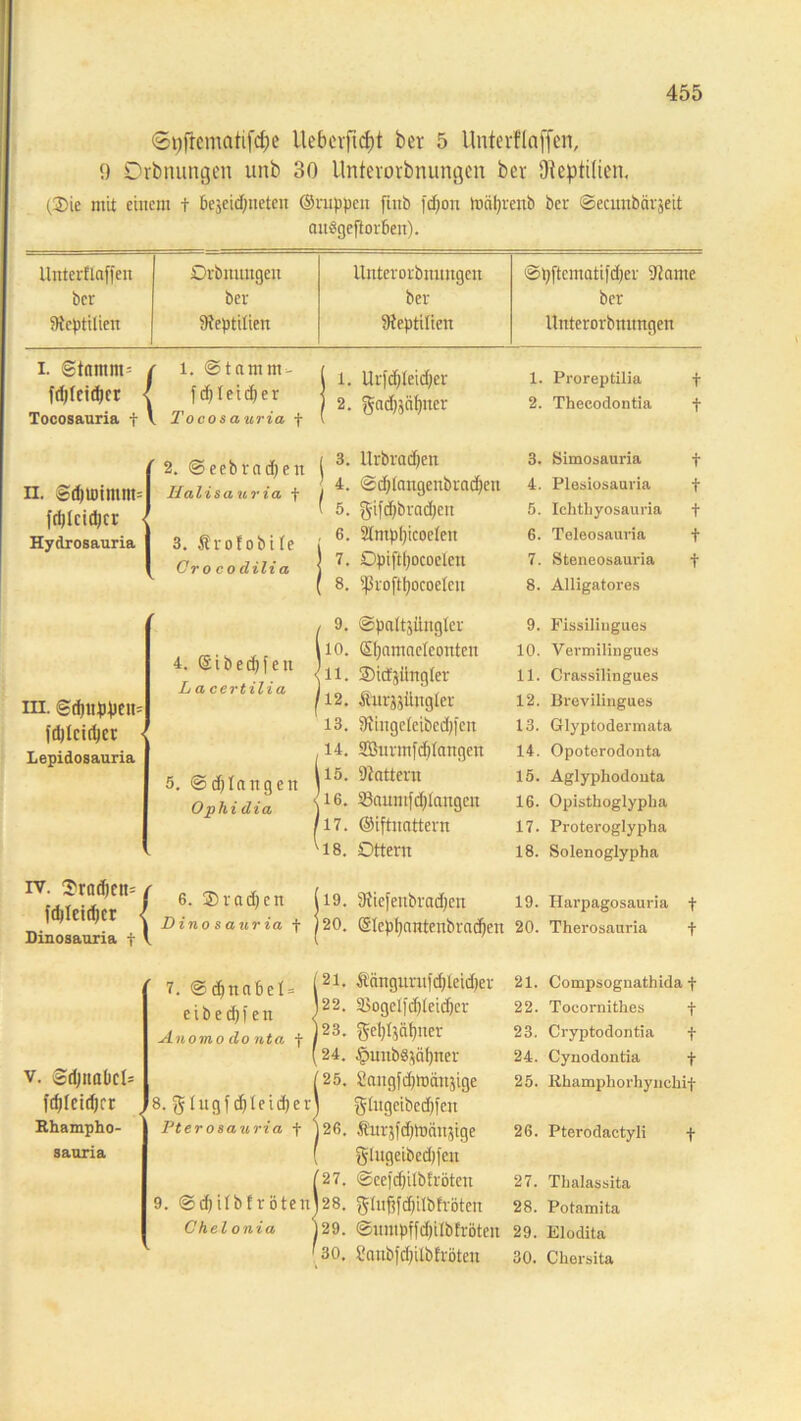 6pfrematifd;e ilebcrftcfyt ber 5 Unterflaffen, 9 Orbnungeti unb 30 Unterorbnnngen ber Reptilien. (.Sie mit einem t bejeidjuetcn ©nippen finb fdfjon tocifyrenb ber ©ecunbärjeit cutggeftorfien). Unterflaffen ber Reptilien Orbitmigen ber ^Reptilien Unterorbnnngen ber 9teptilien ©pfteinatifdjer -Warne ber Unterorbnnngen i. ©tnmm- f l. ©tarnm- l 1. Urfdjleidjer 1. Proreptilia t fdjfcidjer < f d) I e t di e r j 2. $ad)$äfpter 2. Thecodontia t Tocosauria f l T o co s auria f f 2. © eebrnd)en i 3. Itrbradjen 3. Simosauria t ii. ®d)U)imm= Halisauria f | 4. @d)lnngenbrnd)ett 4. Plesiosauria t fdjlcidjcr ( 5. g-ifd)brodten 5. Ichthyosauria t Hydrosauria 3. Ärotobite 6. Stmpl)icoe(en 6. Teleosauria t Croco dilia 7. Opiftl)ocoelett 7. Steneosauria t 8. iproftljocoeten 8. Alligatores ' 9. @pa(t5iingter 9. Fissiliugues in. ©duippett= fdjlcirfjct > Lepidosauria iv. Srod)ett= t f$Ieirf)cr < Dinosauria f v 4. (Sibedjfen L a certilia 5. ©djtangcn Ophi dia 6. Sradjcn Dinosauria f 10. ©jamnclconten 11. ©icfjüngler 12. &itrjjiiitgler 13. fftingeleibcdp'en 14. 2Burinfd)tangen 15. Gattern 16. S3aumferlangen 17. ©iftnnttcrn 18. Ottern 10. Vermilingues 11. Crassilingues 12. Brevilingues 13. Glyptodermata 14. Opoterodonta 15. Aglyphodouta 16. Opisthoglypha 17. Proteroglypha 18. Solenoglypha 119. 9fiefeitbrad)en 19. Harpagosauria f 120. SIepI)nntenbmc^en 20. Therosanria t v. ©djttaDct= fd)feid)rr Rhampho- sauria 7. ©djnabel» eibedffen Anomo do nta f 8. glugfd)teid)er Pterosauria f Compsognathida f Tocornithes f Cryptodontia f Cynodontia f iihamphorhynchit 21. Sänguru)d)leid)er 21. 22. SBogelfdjleidjer 22. 23. gel)tyät)ner 23. 24. §unbStäl)ner 24. 25. Sangfdppäitäige 25. gtngcibedjfcn 26. turäfdftocuijige 26. Pterodactyli glugeibed)|cn 27. @eeid)itbfröten 27. Thalassita 9. ©d)itbfrötenl28. glufjfdjitbfröten 28. Potamita Chelonia 129. ©nntpffd;ilbfrÖteit 29. Elodita 30. Sanbfd)itbfrÖten 30. Chersita