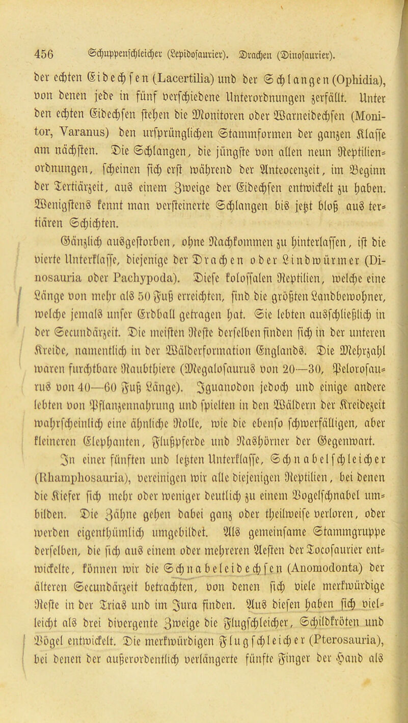 ber etbten © i b e % f c n (Lacertilia) unb ber © $ l a n g e n (Ophidia), üon benen jebe in fünf ücrfgiebene Unterorbnungen jerfällt. Unter ben echten ©helfen ftef;en bie Monitoren ober SBarneibechfen (Moni- tor, Varanus) ben urfprünglidjen ©tammformen ber ganjen klaffe am nädfften. Die ©erlangen, bie jüngfte öon allen neun Oteptilien* orbnungcn, fdfeinen ftd) crfi mährenb ber Slnteocenjcit, im beginn ber Sertiärjeit, au§ einem 3ti?eige ber ©ibechfen entmidelt ju haben. SBenigftenS fennt man oerftcincrtc ©erlangen bis je^t blofj auS ter= tiären ©d)id)ten. ©änjlid) auSgcftorben, ohne 9iad)fommen ju I;interlaffen, ift bie oierte llnterflajfe, biejenige ber Drachen ober Sinbmürtner (Di- nosauria ober Pachypoda). SDiefe foloffalcn Oteptilien, meldje eine Sänge non mehr als 50 $u§ erreichten, finb bie größten Sanbbemofmer, rneldjc jemals unfer ©rbbaü getragen I;at. ©ie lebten au8fd)lie{jlich in ber ©ccunbärjcit. Die meiften Dteftc bcrfelben ftnben ftd; in ber unteren Streibc, namentlich m ber 2Bälberformation ©nglanbS. Die iDtchrjahl maren furchtbare 9taubtl)iere (2)tegalofauru8 oon 20—30, ißelorofau* ru8 oon 40—60 $u§ Sänge). 3öuanobon jebod) unb einige anbere lebten oon fJ3flanjennahrung unb fpielten in ben Sßälbern ber ftreibejeit mal;rfd)cinlid) eine ähnliche Ütolle, roic bie ebenfo fd;merfälligen, aber Heineren ©lepf;anten, ^lufjpfcrbc unb DtaShörner ber ©egenmart. 3n einer fünften unb lebten llnterflaffe, ©d) n a beifd;lcid;er (Rhamphosauria), oereinigen mir alle biejenigen Oteptilien, bei benen bie tiefer ftd; mehr ober meniger beutlid) ju einem 2)ogelfd;nabel um* bilben. Die Bahne gehen babei ganj ober tl;eilmeife oerloren, ober merben eigentt;ümlid; iimgcbilbet. 2118 gemeinfante ©tammgruppe berfclben, bie ftd) au8 einem ober mehreren Sleften ber Socofaurier ent* micfcltc, fönnen mir bie ©d;na beleih cd)fett (Anomodonta) ber älteren ©ecunbärjeit betrauten, oon benen ftd) üiele nterfmürbige Otcfte in ber SrtaS unb im Bura ftnben. 2tu8 biefen hohen ftch oiel* leid)t als brei bioergente B^rige bie $(ugfd)(eid)er, ©dpilbfröten unb SBögel entmidelt. Die nterfmürbigen $lugfd)leid)er (Pterosauria), bei benen ber aujjerorbenflich oerlängerte fünfte ftingcr ber -hanb als