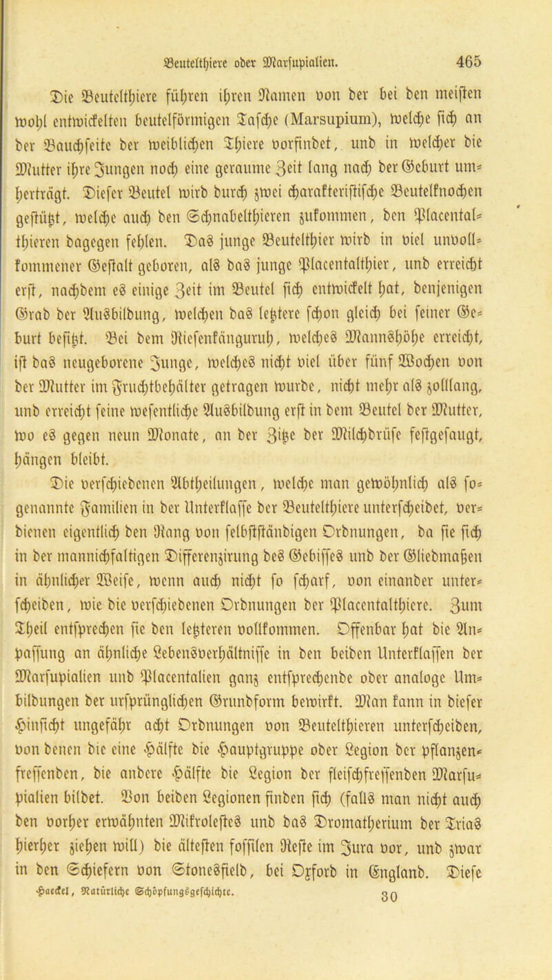 Die Beuteltiere führen ilnen tarnen non ber bei ben meinen Voolji entmicfelten beutelförmigcn £af<he (Marsupium), meldje ftd) nn bev Bauchfeite ber meiblidjen Jfjiere oorfinbet, unb in melier bie ££)?utter ihre jungen noch eine geraume 3eit lang nach ber ©cburt um* ^erträgt, liefet Söeutel wirb bur<h jmei djarafterifiifdje Beutelfnochen geflößt, meldje and) ben Schnabeltieren jufommen, ben fßlacental* tfjieren bagegen fehlen. Da§ junge Beuteltier mirb in oiel unooll* fommener ©eftalt geboren, al8 ba§ junge «piacentalthier, unb erreicht erjl, nad)bem e8 einige 3eit im Beutel fid) entmiefelt hat, benjenigen ©rab ber 9Iu8bilbung, meieren ba§ leidere fdjon gleich bei feiner ©e* burt befitd. 'Bei bem Diiefenfänguruh, meld;c$ 3Jlann0l)ol)e erreicht, ift ba§ neugeborene 3unge, meldjcg nicht oiel über fünf Soeben oon ber dritter im $rud;tbehälter getragen mürbe, nicht mehr a(8 solllang, unb erreicht feine mefentliche 2Iu§bilbung erft in bem Beutel ber Biutter, mo e§ gegen neun Monate, an ber 3*jje ber 9Dfil<hbrüfe feftgefaugt, hängen bleibt. Die uerfchiebenen Slbtheilungen, meldje man gemölmlich al8 fo* genannte Familien in ber Unterflaffe ber Beuteltiere unterfcheibet, Oer* bienen eigentlich ben Diang oon felbjtftänbigcn Drbnungen, ba fte fid) in ber mamüchfaltigen Differenjirung be§ ©ebiffeS unb ber ©liebmafjen in ähnlicher Seife, menn auch nicht fo fd>arf, oon einanber unter* fcheiben, mie bie oerfd;iebcnen Drbnungen ber Qßlacentalthiere. 3um $heil entsprechen fie ben leideren oollfommen. Offenbar hat bie 9ln* paffung an ähnliche SebenSüerhältniffe in ben beiben Unterflaffen ber Biarfupialien unb Blacentalien ganj entfprechenbe ober analoge Um* bilbungen ber urfprünglichen ©runbform bemirft. 2)ian tann in biefer ^infnht ungefähr adjt Drbnungen oon Beuteltieren unterfdjeiben, oon benen bie eine Hälfte bie £auptgruppe ober öegion ber pflanjen* freffenben, bie anbere Hälfte bie ßegion ber fleifchfreffenben Btarfu* pialien bifbet. Bon beiben öegionen ftnben ftch (fall§ man nicht auch ben oorher ermähnten 27tifrolefie§ unb ba§ Dromatherium ber DriaS hierher §ief>en miü) bie älteften fofftlcn Dtefie im 3ura oor, unb jmar in ben Schiefern Oon StoneSftelb, bei Djforb in ©nglanb. Dicfe •Unedel, 3latürlid)e ©djöpfimgSgefdjid^e. or.
