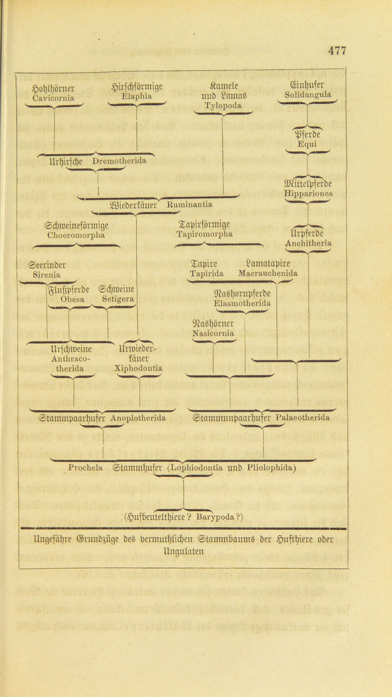 §ot)(f)Drner Cavicornia §irfd)fönnige Elaphia Änmele itub ?ama§ Tylopoda Uvt)irfd)e Dremotherida (Siuljufer Solidungula ^ferbe Equi äßieberfciuer Ruminantia (Sd)tüetneförmige Choeromorpha ©eevinber Sirenia gtujjpfevbe ©djtoeiite Obesa Setigera SLctpiilörrnige Tapiromorpba Süittolpfci'bc Hippariones Urpferbe Aneiiitheria Tapire Samatapire Tapirida Macrauchenida SßaSfyontpferbe Elasmotherida 9in$1)öraer Nasicornia lli|d)lDciue Urwieber» therida Xiphodontia —' 1 ©tammpaarpufer Anoplotherida ©tcmimitnpaciripifev Palaeotherida Prochela ®tcuniut)ufci' (Lophiodontia unb Pliolopbida) (§uf6euteltt}ieve ? Barypoda ?) Ungefähre ©runb^iige be§ berntutfylidjen ©tammbaumä ber ■'puftpiere ober Ungulateit