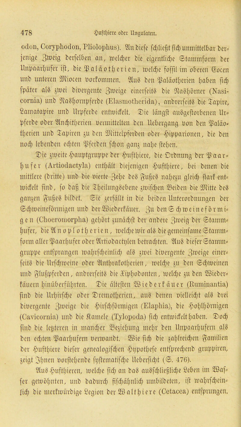oclon, Coryphodon, Pliolophus). 21 n biefe fd;liefd pd; unmittelbar ber* jenicje B^eig berfelben an, meid;er bie eigentlid;e Stammform bcr Unpaarhufer ift, bie $aläotperictr, meld;c foffil im oberen (Soccn unb unteren SDtiocen oorfommen. 2IuS ben qßaläotperien paben fid) fpätcr al§ jmei binergente B^eige einerfeitS bic SJtaSpörner (Nasi- cornia) unb 91a§h°rnpferbe (Elasmotherida), anbrerfeitS bie Tapire, Samatapirc unb Urpferbe entmicfelt. Die längft auSgeftorbencn Ur* pferbc ober 2tncpitperien vermittelten ben Ucbergang non ben $aläo* tpericn unb Tapiren ju ben SDitttelpferben ober £ipparionen, bie ben nod; lebenben echten $fcrben fd;on ganj nal;e fiepen. Die jmeitc vPauptgruppe bcr £uftpiere, bie Drbnung bcr ißaar* I; u fe r (Artiodactyla) enthält bicjenigen huftpierc, bei benen bie mittlere (britte) unb bie vierte 3el;e bcS $u§e§ napeju gleid; ftarf ent* micfelt finb, fo baf; bie JpcitungScbenc jmifcpcn 23cibcn bie £0?itte bcS ganzen 'BufeS hübet. Sie verfällt in bic beiben Unterorbnungen ber Scpmeineförmigen unb ber2öicberfäuer. 3U benS d; mc i n cf ö r mi* g c n (Choeromorpha) gehört junäd;ft ber anbere B^eig ber Stamm* pufer, bic 2t n o p (o 11; c r i c n, melcpc mir als bie gemcinfame Stamm* form aller Paarhufer ober 2trtiobactp(en betrachten. 2tuS biefer Stamm* gruppe entfprangen maprfepeinlid; als jmei binergente Btneige einer* feitS bie Urfd;meine ober Slntprafotperien, mcld;c jit ben Sd;mcinen unb 3'lufipferbcn, anbrerfeitS bie Xipl;obonten, meld;c ju ben 2Bieber* lauern hinüberführten. Die älteften Söieber lauer (Ruminantia) finb bic llrpirfcpe ober Dremotpericn, aus benen nielleid;t als brei binergente 3^n'>ltc bic #irfcpförmigen (Elaphia), bic <hoplpörnigen (Cavicornia) unb bic Äamelc (Tylopoda) fid; cntmicfeltpabcn. Dod; fmb bic (epteren in mand;er 23ejicpung mepr ben Unpaarpufern als ben echten tpaarpufern nermanbt. 2®ie fid; bic japlreicpcn Familien ber huftpicrc biefer genealogifepen hppotpefe entfprecpenb gruppiren, jeigt 3pncn norftepenbe fpftematifepe Uebcrfid;t (S. 476). 2luS huftpieren, meld;e fid; an baS auSfd;liefjlid;e ßeben im 2öaf* fer gemöpnten, unb baburd; ftfcpäpnlid; umbilbeten, ift maprfd;cin* lid; bie mcrlmürbige ßegion ber 2B altpiere (Cetacca) entfprungen.