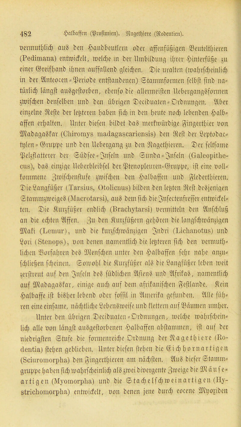 mmuttjlicf) au3 ben £anbbeutlern ober affenfiiyi^cn 33outclt[;ievcn (Pedimana) entmicfelt, mcld)e in bev Umbilbung ihrer Hinterfüße ,u einer ©reifhanb ihnen auffallenb gleichen. Die uralten Onahrfcpeinlicb in ber 5lnteocen = f|)eriobc entftanbenen) ©tammformen felbft ftnb na* türlid; teingft auSgeftorben, ebenfo bie allermeiftcn llebergang§formen jmifdjen benfelbcn unb ben übrigen Decibuaten* Drbnungen. Ulber einzelne Utefte ber leideren haben fid? in ben heute nod) lebenben ^>alb= affen erhalten. Unter biefen bilbet ba§ merf'mürbige ffingertbier non 27iabaga§far (Chiromys madagascariensis) ben Ute ft ber öeptobac- tplen = ©nippe unb ben Uebergang ju ben Utagethieren. 2)er feltfame $el$ftatterer ber ©übfee = fpnfe(n unb ©unba* Unfein (Galeopithe- cus), baä einzige Ucberbleibfel ber ^tenopleuren=©ruppe, ift eine nolt* tommene ^mifdjenftufe pnifdien ben Halbaffen unb gdebertbieren. Die öangfiißer (Tarsius, Otolicnus) bilbeit ben leiden Oteft beteiligen ©tammjmeigeS (Macrotarsi), au3 bem fiel) bie fynfectenfreffer entmicfel* ten. Die Äurjfüfjer enblid) (Brachytarsi) vermitteln ben 5lnfd)lufj an bie ed;ten Utffen. 3U ben Jiupfüßern gehören bie langfd)mänjigcn SDtafi (Lemur), unb bie furjfd)it)dnjigcn fpnbri (Lichanotus) unb Sori (Stcnops), non benen namentlich bie letzteren fiel) ben oermuttj* lieben Vorfahren beS 9)tenfdjen unter ben Halbaffen feljr nahe anju* fcbliefjcn fcheinen. ©omobl bie fturjfüfjer als bie Sangfiißer leben meit ^erftreut auf ben fpnfeln beö füblicben UifienS unb Ulfrifao, namentlid) auf fDtabagaöfar, einige and) auf bem afrifanifd;en fteftlanbe. .ftein Halbaffe ift bisher lebenb ober foffil in Ulmcrifa gefunben. Utile fiip» ren eine cinfame, nächtliche ßebengmeife unb flettern auf 33äumen umher. Unter ben übrigen Decibuaten*Drbnungen, meld)c mahrfebein* lid; alle non Icingft auSgeftorbcnen Halbaffen abftammen, ift auf ber niebrigften ©tufc bie formenreidje Drbnung ber Uta ge tpiere (Ro- clentia) ftchen geblieben. Unter biefen fiepen bie © i d) h o r n a r t i g e n (Sciuromorpha) ben ^yingertt)icren am nädjften. Utu§ biefer ©tamm= gruppe haben fid) mahrfdieinlid) al§ jtnei bioergente Sroeige bie SDt ä u f e« artigen (Myomorpha) unb bie © t a d) e l f d) m e i n a r t i g e n (Ily- strichomorpha) entmicfelt, non benen jene burd) cocenc OJtpojiben