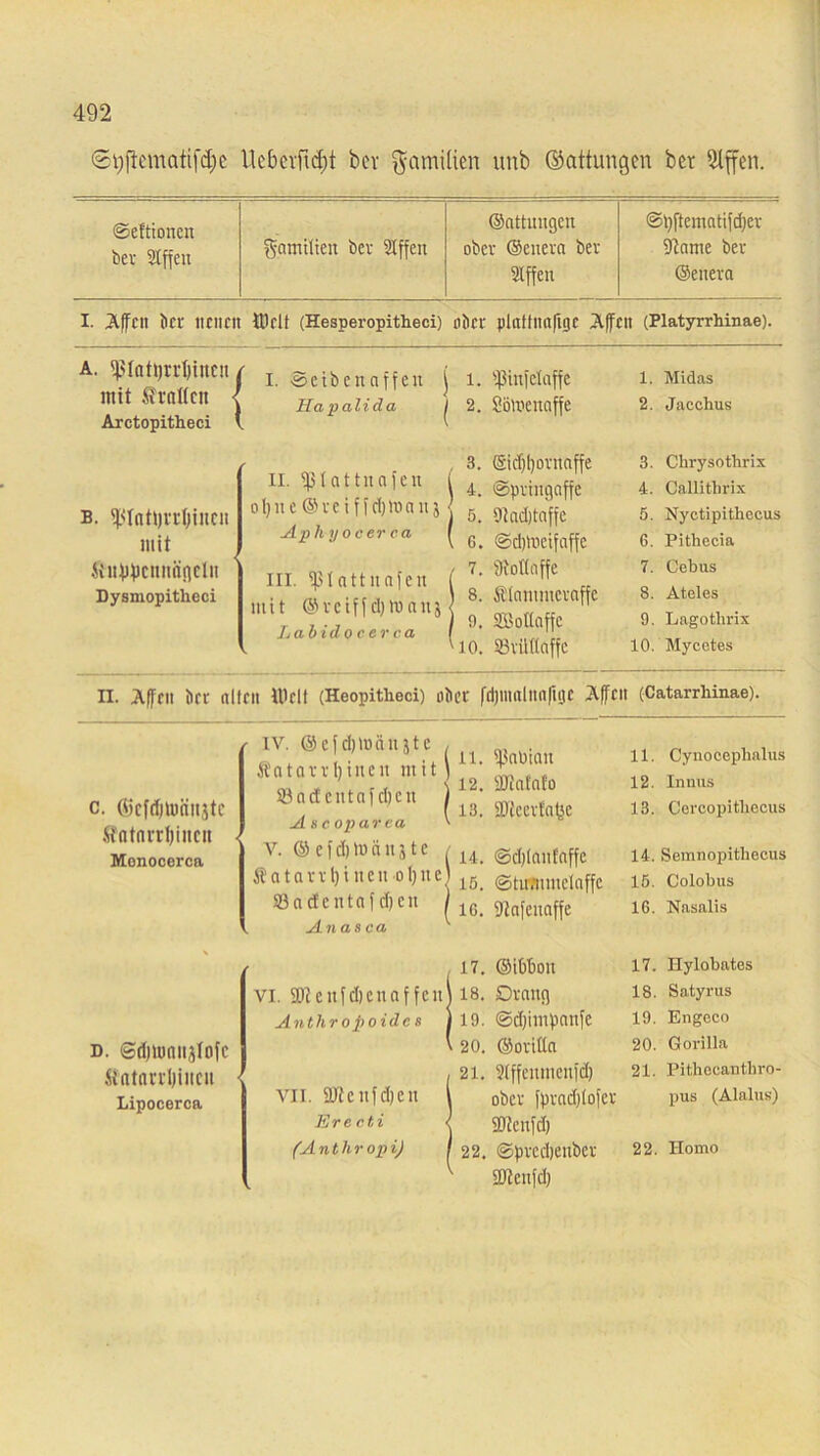 Ueberficfit bcv Familien unb ©attungen bet SXffen. ©efttonen ber Slfjen gamilien ber 9Iffen ©attungen ober ©cnera ber 9tffen ©ffftematifdjer 9?ame ber ©enera I. Affen ber neuen Hielt (Hesperopitheci) ober plattnaffgc Affen (Platyrrhinae). a. ^Inti)rrt)ineit, mit Statten l Arctopitheci ' i. ©etbenaffen 1 Ha palida | 1. Ißinfelaffe 2. Sömenaffe 1. Midas 2. Jacchus b. fpinttjrtljincit mit Kuppcitnn'nelit Dysmopitheci ii. fßlattnafen oljnetSreiffdjmauj Ap h y ocer ca in. fßlattnafen mit ®rciffd)tt>anä Lab id o c er ca 3. ©kffffornaffe j 4. ©prtngaffe | 5. 9?rtd)taffe i G. ©dpneifaffe / 7. Diottaffc | 8. Klammeraffe ) 9. SBottaffc '10. ©rilfiaffc 3. Chrysothrix 4. Callithrix 5. Nyctipithecus 6. Pithecia 7. Cebus 8. Ateles 9. Lagothrix 10. Mycctes II. Affen ber allen Well (Heopitlieci) ober fdpnnlnaffgc A|fcn (Catarrhinae). c. ©cfdjtoiiitjtc Satarrljineit ■ Monocerca ■ IV. ©efd)lüän}te Sntarrljinen mit ©nef cntnfd)en As c oparea V. © e i d) 1» ä u j t c Katarrljinen offne Sadentafdjen Anasca n. fßnbiau 12. SJlafnfo 13. ÜJtcerfaffe 14. ©djlanfaffe iß. ©tirmmelaffc ig. 9?afenaffe 11. Cynoceplialus 12. Innus 13. Cercopitliecus 14. Semnopithecus 15. Colobus IG. Nasalis d. ©diumnjlofc Satarrljincu Lipocerca VI. 99? c u f cl) c n a f fen Anthropoides vil. 99?c ufcl; e n Ereeti (A n t h r op i) 17. ©ibboit 18. Drang 19. ©djimpanfe 20. ©oriüa 21. 9(ffciuucnfd) ober [pradpofer SD?enfd) 1 22. ©prcdieuber 2)?cnfdj 17. Hylabates 18. Satyrus 19. Engeco 20. Gorilla 21. Pithecantbro- pus (Alalus) 22. Homo