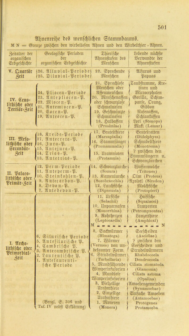 Sinnenreize bc§ menfcfjlttijen ©tammtmumS. MN = ©ratje 5lt»t)'df?en ben Inirbetlofen 2Hjneit itnb ben ffiirbettlper^2fl)nen. 3eitalter ber orgonifdjen (Sibge[d5i«^te ©eologifd;e ißerioben ber organifdjen @rbgefd)idjte £()ierifd)e 2fl)nenftufen be8 2J2enfd)ett febenbe näd)fte SSertoanbte ber 2(l)uen[tufen v. Giiartör 126. 2tItnDiaI=iperiobe (25. ®ilitDiaI=$eriobe l 22. ©pred)enbe 1 2J2enfd)en 2üfurn8 unb ißapuaö iv. (£cno= Ittljifrfic ober $ertiör=3tO r 24. 13üocen = 13eriobe 23. 2tntepüocen = iß. 22. 2Riocett=13. 21. 2(ntemiocen=iß. 20. ®ocett = 'ß. 19. 2luteocen = 13. . 21. ©pradßofe iXaubftumtne, Äre= 5D2enfd)en ober J tiiten nnb 21ffemncnfd)cn ( 2)£icroceptjaIen 20. 2Renfdjetiaffen t ©orifla, ©djitn* ober fdpDanjlofe j panfe, Drang, ©dpnalnafen ' ©ibbon 19. ©efdjtoänjte ( 92afenaffen, ©djinalnafen | ©d)lan!affen 18. Halbaffen i Cort (Stenops) (Prosimiae) j ädaft (Lemur) in. ©?cfo= litbifdjc ober ®ecmtbär= Seit 18. fireibe=ißeriobe 17. 21ntecreta=iß. 16. Sura=iß. 15. 21 nt eiur0=13. 14. $ria§ = 13. 13. 2lntetria8 = 13. 17. 23ente(tt)iere (Marsupialia) 16. ©tamnifeiuger (Promammalia) 15. Uranmioten (Protamnia) 23eutelratten (Didelphyes) ©d)nabettl)iere (Monotrema) ? JtDifdjeit ben ©tanititfäugern u. ©dpoanjlttrdjeit h. !?nl«co= litfjifdje ober ^ l>rimör=3cit 12. 13ernt-13crtobe ll. 2(ntepernt«-13. 10. ©teinf o!)len=iß. 9. 2lntecarbon=13. 8. ®e Do it=13. 7. 2tntebebon=iß. '14. @d)lDan5lurd;e 1 2ßafferinold)e (Sozura) ) (Tritones) 13. Äietneitlnrdje i Dlm (Proteus) (Sozobranchia) )2lpototf (Siredon) 12. Curdjftfdje j 2Md)fifdje (Dipneusta) | (Protopteri) ll. Urfifdje l £aififd)e (Selachii) j (Squalacei) 10. Uttpaarnafen i Lampreten (Monorrhina) / (Petromyzontes) 9. fftoljrtjeräen i Sanjettljiere (Leptocardia) ) (Araphioxi) M_ - _ _ _ ....... N i. 2trd)o= litfjifcfte ober l$rimorbiaI= 3cit 6. ©ilttrif dje S^Sertobe 5. 21ntefilurijd)e iß. 4. Sam brifdje iß. . 3. 2tntecambrtfd)e '13. < 2. Saurentifdje iß. i. 2littefaurentt= fd)e ißertobe (3SergI. @. 306 uitb Taf. iv nebft ©rHcintitg) 8. ©atftoürmer | «SecfdO eiben (Himatega) ) (Ascidiae) 7. Sßürmer 1 ? jtDifdjett beit (Vermes) Don utt= ■ ©eefdjeiben itnb betonter gornt f ©trubeltDÜrinern 6. ©triibelnuirmer l Rhabdocoela (Turbellaria) \ Dendrocoela 5. 2)tunbfüf)l'enbe j Ciliata stomatoda SBtntperinfuforien I (Glaucoma) 4. äftunblofe i Ciliata astoma SBimpertnfuforien ) (Opalina) 3. SSieljellige 12tntoebengemetnbeit Ura()ntf)iere I (Synamoebae) 2. Stttsellige i ©nfadje 2lnioebctt llral)nt()icrc ) (Autamoobae) 1. älioneren i Protogenes (Monera) | Protamoeba