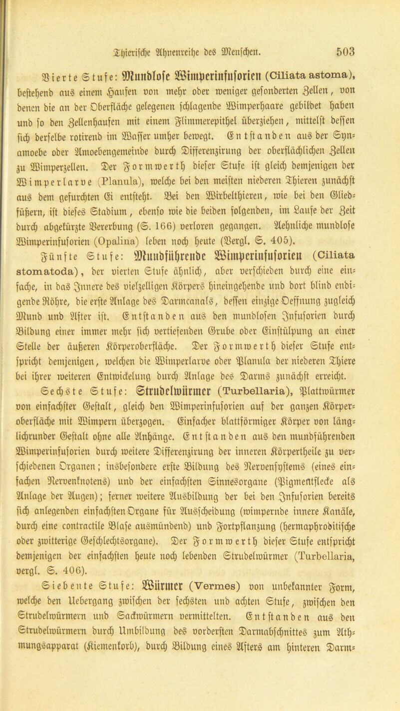 ©ierte Stufe: SJlltltblofc SBtm^erinfltforteit (Ciliata astoma), beftef)enb auS einem Raufen non mef)r ober weniger gefonberten 3eUen, oon bencn bie an ber Oberfläche gelegenen fdhlagenbe äöimperlfaare gebilbet haben unb fo ben 3ellenf)aufcn mit einem glimmerepitffel übergieben, mittelft beffen fid) berfetbe rotirenb im Söaffer utnf)er bewegt. Sn tftanben auS ber Spn= amoebe ober älmoebengemeiube burd) Sifferengirung ber oberflächlichen gellen }u SBimpetgeflen. Ser gormwertl) biefer Stufe ift gleich bemjenigen ber Söimperlarne (Planula), weldje bei ben meiften nieberen gieren gunädjft auS bem gefurzten © entftefjt. Sei ben 2ßirbeltf)ieren, mie bei ben ©lieb= füfsem, ift biefeS Stabium , ebenfo mie bie beiben folgenben, im Saufe ber 3eit burd) abgelürjte Vererbung (S. 166) nerloren gegangen, äletjnlid^e munblofe SBimperinfuforien (Opalina) (eben nod) heute (©ergl. S. 405), efünfte Stufe: 9ftltllbfÜf)renbe StUhJCriltfuforieil (Ciliata stomatoda), ber »ierten Stufe äljnlid), aber nerfdjieben burd) eine eins fad)e, in baS gnnere be§ oielgclligen SörperS ^ineingefienbe unb bort blinb enbü genbe ©öfjre, bie erfte Slnlage beS SarmcanatS, beffen einzige Deffnung jugleich SDtunb unb Elfter ift. ©ntftanben auS ben munblofen ^nfuforien burd) Silbung einer immer mel)r fid) nertiefenben ©rube ober ©nftülpung an einer Stelle ber äußeren Sörperoberflädje. Ser gormwerth biefer Stufe ent= fpricht bemjenigen, melden bie SBitnperlaroe ober ©lanula ber nieberen Sl)iere bei ihrer roeiteren ©ntwid'elung burd) Einlage beS SarmS gunächft erreidjt. Se dh io t e Stufe: ©tniöclü)iinncr (Turbellaria), ©lattwürmer oon einfachfter ©eftalt, gleich ben SBimperinfuforien auf ber gangen Sörper= Oberfläche mit SBimpern übergogen. ©infadjer blattförmiger Körper oon läng; lidirunber ©eftalt ol)ne alle Slnfjange. © n t ft a n b e n aus ben munbfüljrenben SBimperinfuforien burd) weitere Sifferengirung ber inneren Sörpertheile gu wer* fd)iebenen Organen; inSbefonbere erfte ©Übung beS ©eruenfpftentS (eines ein= fad)en ©eroenlnotenS) unb ber einfachen Sinnesorgane (©igmentflede als 2lnlage ber älugen); ferner weitere 2luSbilbung ber bei ben gnfuforien bereits fid) anlegenben einfadjften Organe für 2tuSfd)eibung (wimpernbe innere Sandle, burd) eine contractile ©lafe auSmünbenb) unb gortpflangung (hermaph^obitifche ober gwitterige ©efd)led)tSorgane). Ser gönn wert!) biefer Stufe entfpridfot bemjenigen ber einfadjften ^eute nod) lebenben Strubelwürmer (Turbellaria, nergl. S. 406). Siebente Stufe: ©MirillCr (Vermes) oon uubefannter gorni, welche ben Uebergang gwifd)en ber feisten unb ad)ten Stufe, gwifd)en ben Strubelwürmern unb Sadwürntern »ermittelten. © n t ft a n b e n auS ben Strubelwürmern burd) Umbilbung beS oorberften SarmabfdmitteS gum 3lth= mungsapparat (Siementorb), burd) ©ilbung eines SlfterS am Unteren Sarm*