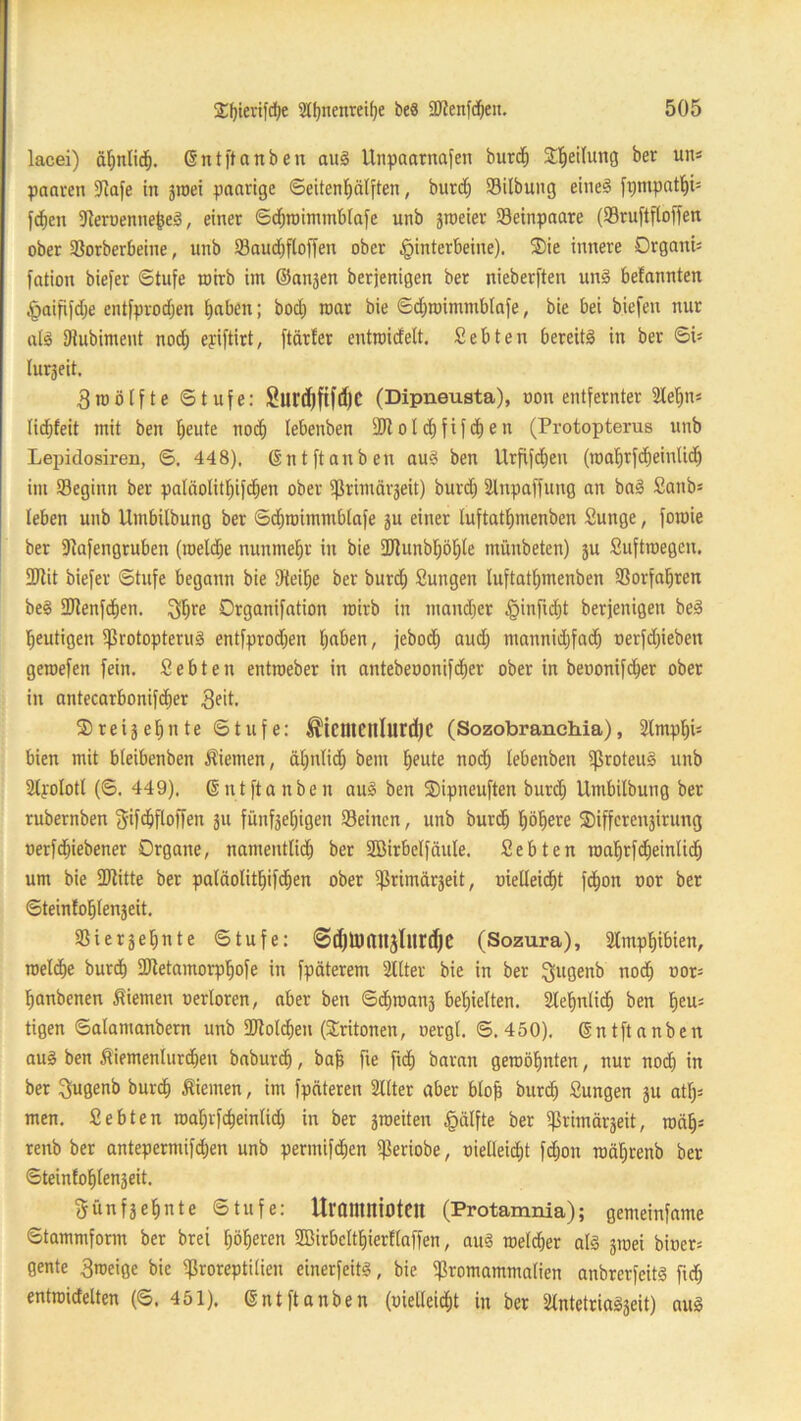 lacei) äf»ntidZ. ©ntftanben au3 llnpaarnafen burd) Rettung ber uns paaren -Jiafe in gioei paarige ©eitenl)älften, burd) Silbung eines fpmpathi1 fd)en fReroennehed, einer ©djroimmblafe unb zweier Seinpaare (93ru[tfloffen ober Sorberbeine, unb Saud)floffen ober Hinterbeine). ®ie innere 0rgani= fation biefer (Stufe tnirb im ©anjen berjenigen ber nieberften und befannten Haififdje entfprodjen haben; bod) war bie ©dfroimmblafe , bie £>ei biefen nur ald SRubiment nod) eyiftirt, ftärler entroicfelt. Sebten bereits in ber ©is lurzeit, Zwölfte ©tufe: £lird)fifd)C (Dipneusta), oon entfernter 2lehn* lidZfeit mit ben I;eute nod) lebenben 2Jt ot d) fifd) e n (Protopterus unb Lepidosiren, ©. 448), ©nt ft an ben aud ben Urfifdien (mahrfcheintid) int Seginn ber paläolitf)ifd)en ober ißrimärjeit) burd) Slnpaffung an bad Satib* leben unb Untbilbung ber ©dtwimmblafe ju einer luftathtnenben Sunge, fotoie ber iRafengruben (roeldje nunmehr in bie SDtunbfjöhle münbeten) zu Suftroegeu. 2Jlit biefer ©tufe begann bie SKeilje ber burd) Sungeit luftathtnenben Sorfaljren bed aJtenfdZen. iffjre Drganifation rairb in tnandjer Hinfid)t berjenigen bed heutigen Srotoptenid entfprodjen haben, jebocf) aud) ntannidjfad) oerfdjieben geroefen fein. Sebten entroeber in antebeüonifdjer ober in beuonifcZer ober in antecarbonifcher geit. dreizehnte ©tufe: ®icntCttlurd)C (Sozobranchia), 2lmphi= bien mit bieibenben Äiemen, ä[)idid) bem heute uod) lebenben ißroteud unb 2lpolotl (©. 449). ©nt ft an ben aud ben dipneuften burd) Untbilbung ber rubernben fifdjftoffen ju fünfzehigen Seinen, unb burch höhere differenzitung tterfdjiebener Organe, namentlid) ber SBirbelfäule. Sebten roahrfdjeinlid) um bie fDlitte ber paläolithifdjen ober ^rimärjeit, oielleid)t fdjon oor ber ©teinfohlenjeit. Sierjehnte ©tufe: <Sd)U)attjlltrd)e (Sozura), Amphibien, welche burd) Stetamorphofe in fpäterem 2llter bie in ber üjugenb nod) uor= hanbenen dienten oerlorcn, aber ben ©dhwanj behielten. Sehnlich ben heu* tigen ©alamanbern unb 2Md)eu (£ritonen, oergl. ©.450), ©ntftanben aud ben Äiemenlurdjen baburd), bah fte fid) baran geroöhnten, nur nod) in ber fugenb burd) Kiemen, im fpäteren Sllter aber bloft burd) Sungen zu atf)s men. Sebten roaljrfcheinlid) in ber zweiten Hälfte ber ißrimärjeit, mäh-' tenb ber antepermifd)en unb perntifd)en Seriobe, uieüeidjt fd)on roähcenb ber ©teinfohlenzeit. fünfzehnte ©tufe: UrfltttniotCtt (Protamnia); gemeinfame ©tammform ber brei höheren SBirbelthiertlaffen, aud meldher als ätoei bioer= gente 3roeige bie gjroreptilien einerfeitS, bie Sromamntalien anbrerfeitS fid) entraidelten (©. 451). ©ntftanben (oielleidt)t in ber atutetriaSjeit) aud