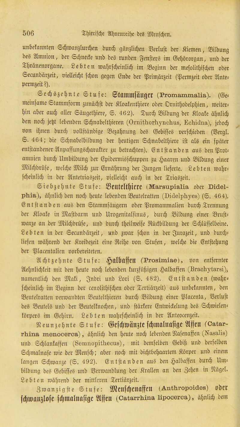 unBefannten ©d)ioan3lurd)en burd) gän3tidjen 33ertuft ber fernen, SBilbung be§ Amnion, bev ©djnede unb be§ runben 5-enfter§ im (SeBjörorgart, unb ber Stpränenorgane. C e B t e n loaprfdjeinlid) im SBeginn ber mefolitpifcpen ober ©ecunbörjeit, oielleidjt fcpon gegen @nbe ber iprimarjeit (Spermjeit ober 2lnte; pendelt?). ©ed^epnte ©tufe: ©tßllUUfiiltgCt (Promammalia). (©es nieinfame ©tammform junädjft ber Äloafentpiere ober Drnitpobelppien, ioeiter= P*n aBer aud) aller ©äugetpiere, ©. 462). S)urd) SBilbung ber floate äpnlicp ben nod) jept IcBenben ©djnaBeltpieren (Ornithorhynchus, Echidna), jebodj non ipnen burd) uollftänbige SBejapnung be3 ©ebiffe3 oerfcpieben (SBergl. ©. 464; bic ©dpiaBelBilbimg ber heutigen SdjnaBeltpiere ift als ein fpäter entftanbener 2lnpaffungM)arafter 311 Betrauten), ©ntftanben au3 ben Sprot= atnnien burd; Umbilbung ber ßpibermisfdjuppen ju paaren unb SBilbung einer 2Jtild)briife, loeldje SDlilcp jur ©rnäprung ber jungen lieferte. CeBten nmpr= fdjeinlicp in ber SlntetriaSjeit, oiclleidjt and; in ber SEriaSjeit. ©ieBjcpnte ©tufe: SBciltcltpierc (Marsupialia ober Didel- phia), äpnlicp ben nod) peilte IcBenben SBeutelratten (Didelphyes) (©. 464). ßntftanben aus ben ©tammfäugern ober Sßromammalien burd) Trennung ber floate in SJlaftbarnt unb llrogenitalfinuS, burd; SBilbung einer S8ruft= loarje an ber 9Jlild)brüfe, unb burd) tpcilioeife SJlüdBilbung ber ©djlüffelbeine. CeB ten in ber ©ecunbärjeit, unb jmar fd)on in ber^urajeit, unb buvdj* liefen roäprenb ber Itreibejeit eine SRcipe uon ©tufen, loetdje bie ßntftepung ber Spiaccntalien oorBereiteten. Slditjepiite ©tufe: ^albaffCH (Prosimiae), von entfernter 2lepnlid)feit mit ben Beute nod) leBenben hirjfiifiigen Halbaffen (Brachytarsi), nainentlid) beu SOlafi, $nbri unb Cori (©. 482). © nt ft anben (roapr* fdjeinlid) im SBcgimt ber cenolitl)ifd)en ober Sertiärjcit) au§ uiiBefannten, ben SBeutelratten ocriuanbten SBeuteltI;ieren burd) SBilbung einer Sptaceuta, SBerluft beä Söeutelss unb ber S8eutetfnod)cn, unb ftärfere ©ntroicEelung bes> ©cptmelen* t'örpcrä im ©epirn. CeB ten raaprfd)einlid) in ber Slnteocenjeit. 91 e u n 3 e p n t e ©tufe: ®cfd)luält3te fd)lUfllltafi(}C 2lffClt (Catar- rhina menoeerca), äpnlid) ben peute nod) leBenben 9tafenaffen (Nasalis) unb ©cplanlaffeit (Semnopitliecus), mit bemfelBen ©eBip unb berfelBen Sdjmalnafe mie ber SOtenfd); aber nod) mit bicptbepaartem Körper unb einem langen ©dproanje (©. 492). ©ntftanben au§ ben Halbaffen burd) llm= Bilbung be§ @ebiffe§ unb SBerroanblung ber drallen an ben 3ePen 'n SJliigel. CeBten roäprenb ber mittleren Sertiärjeit. 3 io a n 3 i g ft e ©tufe: 9fteitfd)CliaffcU (Anthropoides) ober fdjlDan^lofe fdjinahmfige SXffeil (Catarrhina lipocerea), äpnlid) bellt