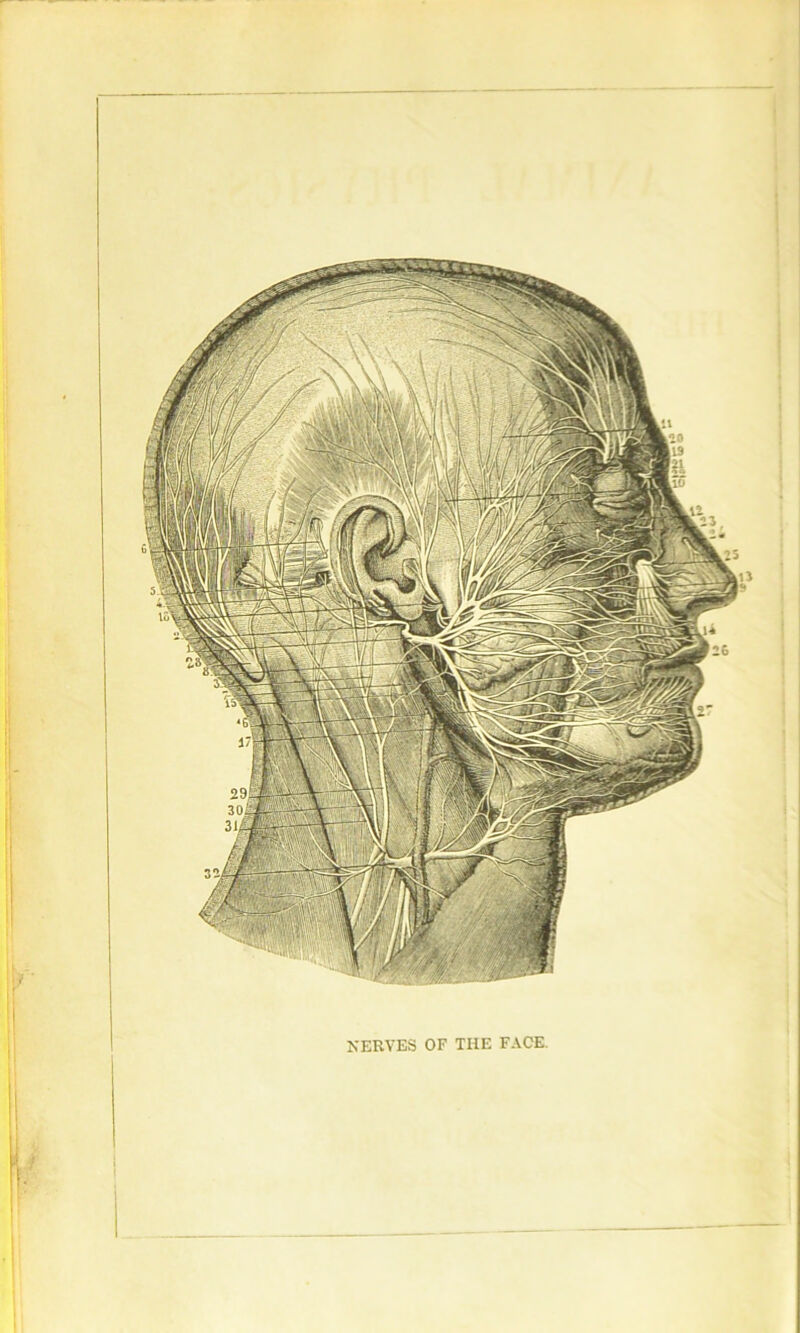 7 NERVES OF THE FACE.