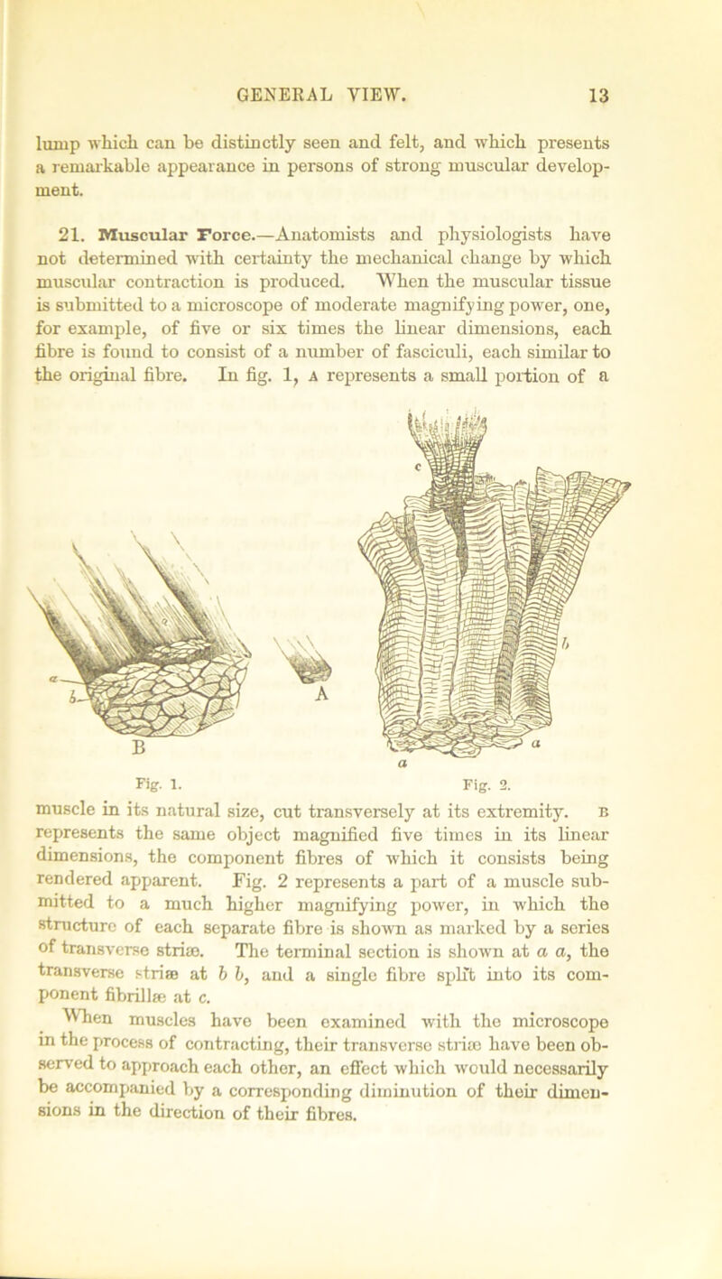 lump whicli can be distinctly seen and felt, and which presents a remarkable appearance in persons of strong muscular develop- ment. 21. Muscular Force.—Anatomists and physiologists have not determined with certainty the mechanical change by which muscular contraction is produced. When the muscular tissue is submitted to a microscope of moderate magnifying power, one, for example, of five or six times the linear dimensions, each fibre is found to consist of a number of fasciculi, each similar to the original fibre. In fig. 1, a represents a small portion of a muscle in its natural size, cut transversely at its extremity. n represents the same object magnified five times in its linear dimensions, the component fibres of which it consists being rendered apparent. Fig. 2 represents a part of a muscle sub- mitted to a much higher magnifying power, in which the structure of each separate fibre is shown as marked by a series of transverse stria). The terminal section is shown at a a, the transverse striae at b l, and a single fibre split into its com- ponent fibril la; at c. When muscles have been examined with the microscope in the process of contracting, their transverse striae have been ob- served to approach each other, an effect which would necessarily be accompanied by a corresponding diminution of their dimen- sions in the direction of their fibres.