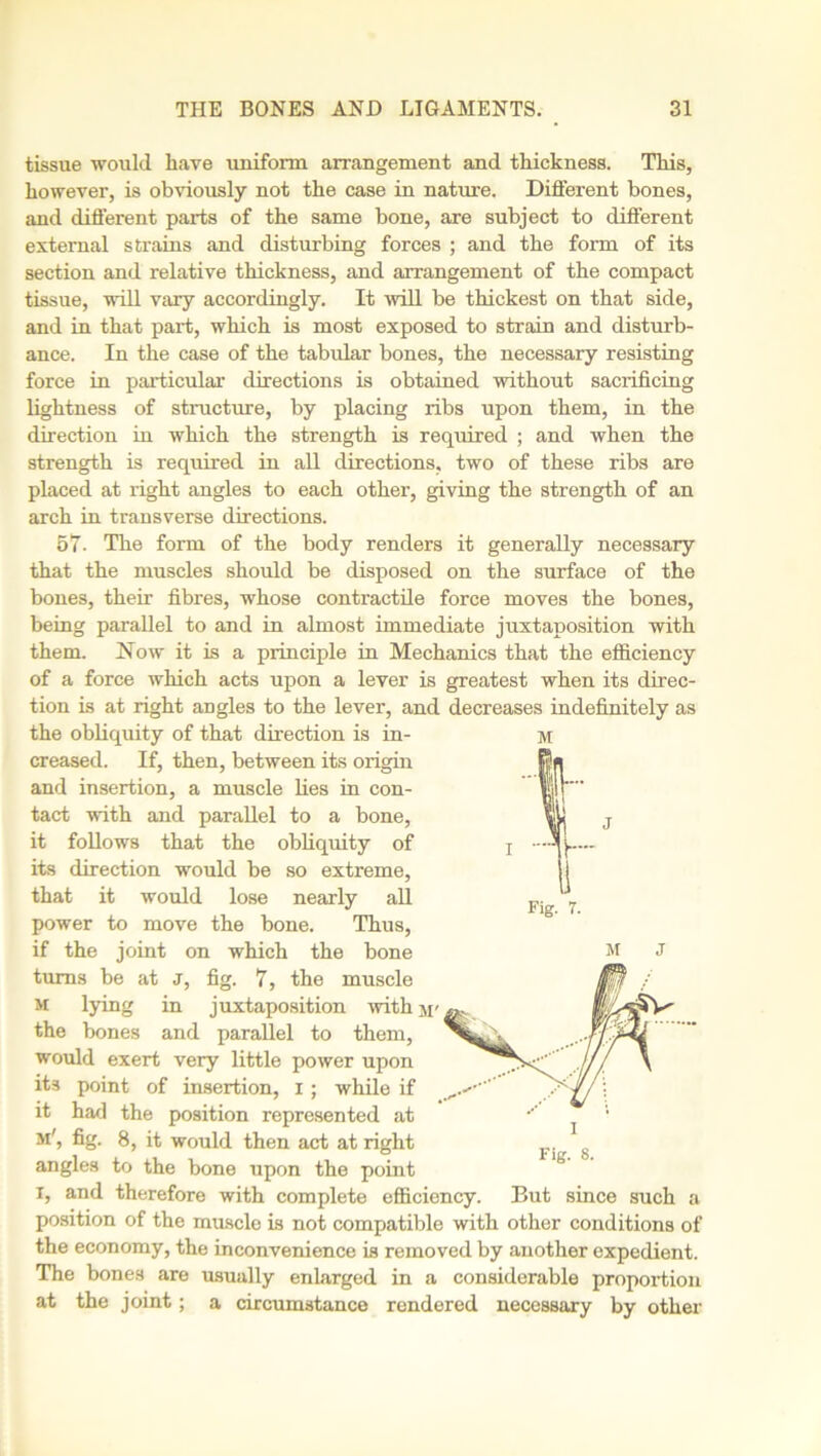 tissue would have uniform arrangement and thickness. This, however, is obviously not the case in nature. Different bones, and different parts of the same bone, are subject to different external strains and disturbing forces ; and the form of its section and relative thickness, and arrangement of the compact tissue, will vary accordingly. It will be thickest on that side, and in that part, which is most exposed to strain and disturb- ance. In the case of the tabular bones, the necessary resisting force in particular directions is obtained without sacrificing lightness of structure, by placing ribs upon them, in the direction in which the strength is required ; and when the strength is required in all directions, two of these ribs are placed at right angles to each other, giving the strength of an arch in transverse directions. 57. The form of the body renders it generally necessary that the muscles should be disposed on the surface of the bones, their fibres, whose contractile force moves the bones, being parallel to and in almost immediate juxtaposition with them. Now it is a principle in Mechanics that the efficiency of a force which acts upon a lever is greatest when its direc- tion is at right angles to the lever, and decreases indefinitely as the obliquity of that direction is in- creased. If, then, between its origin and insertion, a muscle lies in con- tact with and parallel to a bone, it follows that the obliquity of its direction would be so extreme, that it would lose nearly all power to move the bone. Thus, if the joint on which the bone turns be at J, fig. 7, the muscle M lying in juxtaposition with jj' the bones and parallel to them, would exert very little power upon its point of insertion, i; while if it had the position represented at m', fig. 8, it would then act at right angles to the bone upon the point i, and therefore with complete efficiency. But since such a position of the muscle is not compatible with other conditions of the economy, the inconvenience is removed by another expedient. The bones are usually enlarged in a considerable proportion at the joint; a circumstance rendered necessary by other