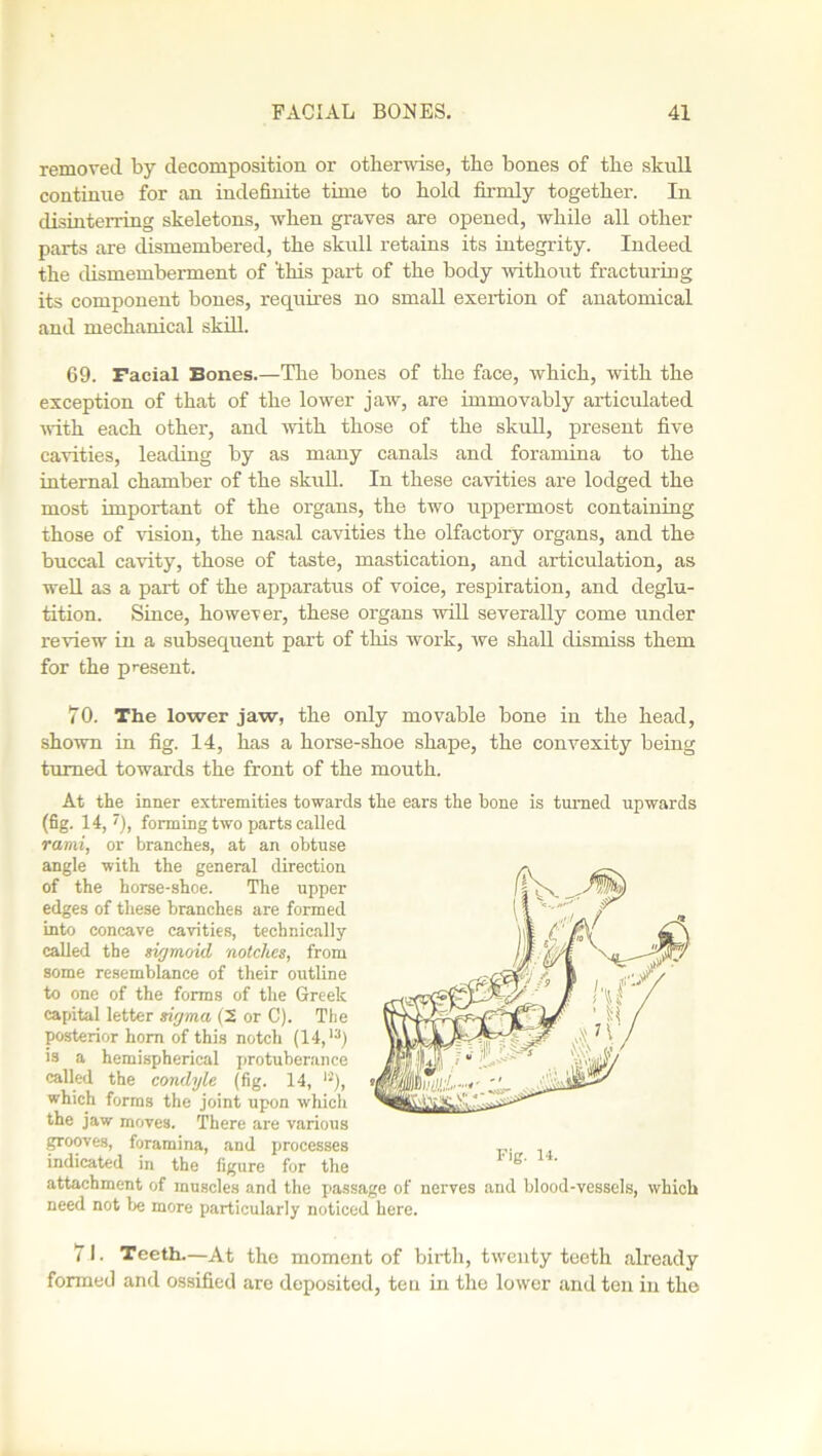 removed by decomposition or otherwise, the bones of the skull continue for an indefinite time to hold firmly together. In disinterring skeletons, when graves are opened, while all other parts are dismembered, the skull retains its integrity. Indeed the dismemberment of 'this part of the body without fracturing its component bones, requires no small exertion of anatomical and mechanical skill. 69. Facial Bones.—The bones of the face, which, with the exception of that of the lower jaw, are immovably articulated ■with each other, and with those of the skull, present five cavities, leading by as many canals and foramina to the internal chamber of the skull. In these cavities are lodged the most important of the organs, the two uppermost containing those of vision, the nasal cavities the olfactory organs, and the buccal cavity, those of taste, mastication, and articulation, as well as a part of the apparatus of voice, respiration, and deglu- tition. Since, however, these organs will severally come under review in a subsequent part of this work, we shall dismiss them for the present. 70. The lower jaw, the only movable bone in the head, shown in fig. 14, has a horse-shoe shape, the convexity being turned towards the front of the mouth. At the inner extremities towards the ears the bone is turned upwards (fig. 14,'), forming two parts called rami, or branches, at an obtuse angle with the general direction of the horse-shoe. The upper edges of these branches are formed into concave cavities, technically called the sigmoid notches, from some resemblance of their outline to one of the forms of the Greek capital letter sigma (2 or C). The posterior horn of this notch (14,13) is a hemispherical protuberance called the condyle (fig. 14, 1J), which forms the joint upon which the jaw moves. There are various grooves, foramina, and processes indicated in the figure for the attachment of muscles and the passage of nerves and blood-vessels, which need not be more particularly noticed here. 7.1. Teeth.—At the moment of birth, twenty teeth already formed and ossified are deposited, ten in the lower and ten in the