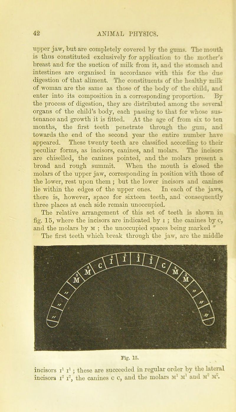 upper jaw, but are completely covered by the gums. The mouth is thus constituted exclusively for application to the mother’s breast and for the suction of milk from it, and the stomach and intestines are organised in accordance with this for the due digestion of that aliment. The constituents of the healthy milk of woman are the same as those of the body of the child, and enter into its composition in a corresponding proportion. By the process of digestion, they are distributed among the several organs of the child’s body, each passing to that for whose sus- tenance and growth it is fitted. At the age of from six to ten months, the first teeth penetrate through the gum, and towards the end of the second year the entire number have appeared. These twenty teeth are classified according to their peculiar forms, as incisors, canines, and molars. The incisors are chiselled, the canines pointed, and the molars present a broad and rough summit. Alien the mouth is closed the molars of the upper jaw, corresponding in position with those of the lower, rest upon them ; but the lower incisors and canines lie within the edges of the upper ones. In each of the jaws, there is, however, space for sixteen teeth, and consequently three places at each side remain unoccupied. The relative arrangement of this set of teeth is shown in fig. 15, where the incisors are indicated by 1 ; the canines by c, and the molars by m ; the unoccupied spaces being marked  The first teeth which break through the jaw, are the middle Fig. 15. incisors t1 i1 ; these are succeeded in regular order by the lateral incisors i5 r, the canines c c, and the molars m'm1 aud M* m*.