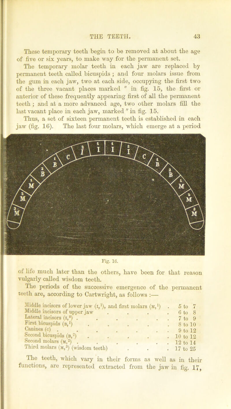 Tliese temporary teeth begin to be removed at about the age of five or six years, to make way for the permanent set. The temporary molar teeth in each jaw are replaced by permanent teeth called bicuspids ; and four molars issue from the gum in each jaw, two at each side, occupying the first two of the three vacant places marked  in fig. 15, the first or anterior of these frequently appearing first of all the permanent teeth; and at a more advanced age, two other molars fill the last vacant place in each jaw, marked in fig. 15. Thus, a set of sixteen permanent teeth is established in each jaw (fig. 16). The last four molars, which emerge at a period Fig. 16. of life much later than the others, have been for that reason vulgarly called wisdom teeth. The periods of the successive emergence of the permanent teeth are, according to Cartwright, as follows :— Middle incisors of lower jaw (i,1), and first molars (si,1) . 5 to 7 Middle incisors of upper jaw . . . . 6 to 8 Lateral incisors (i,*) . . . . . . 7 to 9 First bicusxnds (b,1) . . . . 8 to 10 Canines (c) . . . . . 9 to 12 Second bicuspids (b,-) . . . . . 10 to 12 Second molars (m,2) . . . . 12 to 14 Third molars (m,3) (wisdom teeth) . . . 17 to 25 The teeth, which vary in their forms as well as in their functions, are represented extracted from the jaw in fig. 17,