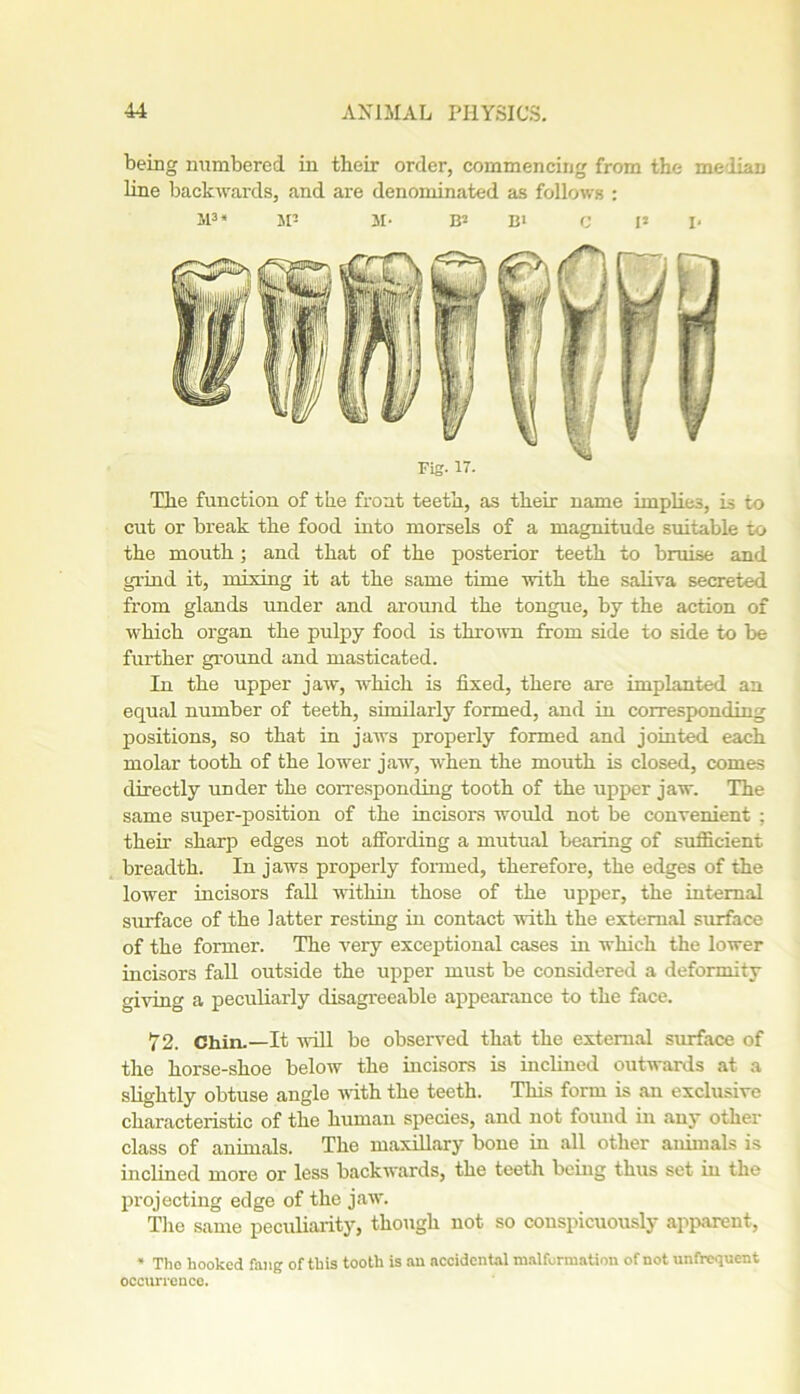 being numbered in their order, commencing from the median line backwards, and are denominated as follows : si3* SP M- B3 in c p i« Fig. 17. The function of the front teeth, as their name implies, is to cut or break the food into morsels of a magnitude suitable to the mouth ; and that of the posterior teeth to bruise and grind it, mixing it at the same time with the saliva secreted from glands under and around the tongue, by the action of which organ the pulpy food is thrown from side to side to be further ground and masticated. In the upper jaw, which is fixed, there are implanted an equal number of teeth, similarly formed, and in corresponding positions, so that in jaws properly formed and jointed each molar tooth of the lower jaw, when the mouth is closed, comes directly under the corresponding tooth of the upper jaw. The same super-position of the incisors would not be convenient ; their sharp edges not affording a mutual bearing of sufficient breadth. In jaws properly formed, therefore, the edges of the lower incisors fall within those of the upper, the internal surface of the latter resting in contact with the external surface of the former. The very exceptional cases in which the lower incisors fall outside the upper must be considered a deformity giving a peculiarly disagreeable appearance to the face. 72. Chin.—It will be observed that the external surface of the horse-shoe below the incisors is inclined outwards at a slightly obtuse angle with the teeth. This form is an exclusive characteristic of the human species, and not found in any other class of animals. The maxillary bone in all other animals is inclined more or less backwards, the teeth being thus set in the projecting edge of the jaw. The same peculiarity, though not so conspicuously apparent, * The hooked fang of this tooth is an accidental malformation of not unfreguent occurrence.